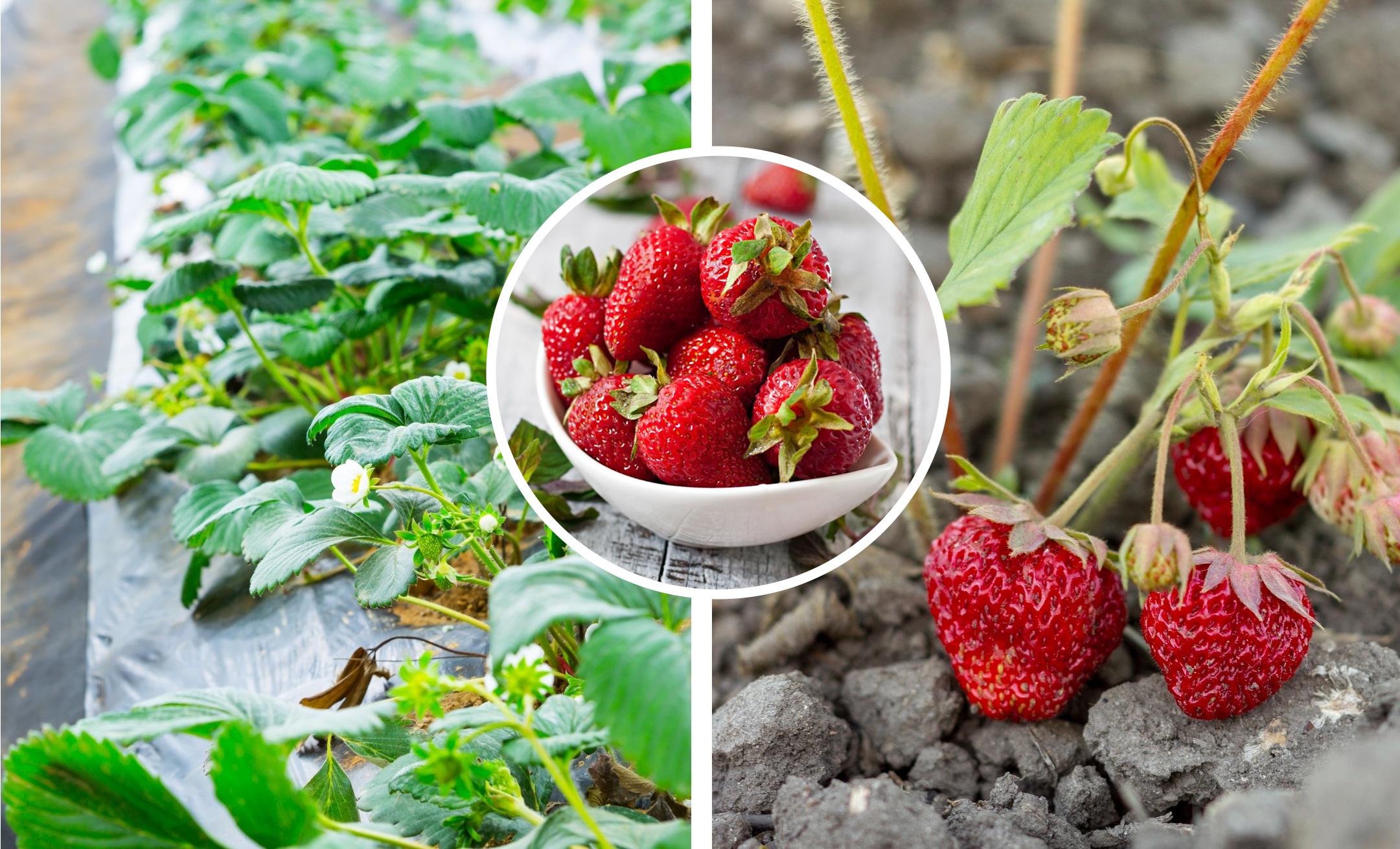  ������ �������� ��� ����� ������� ������� 