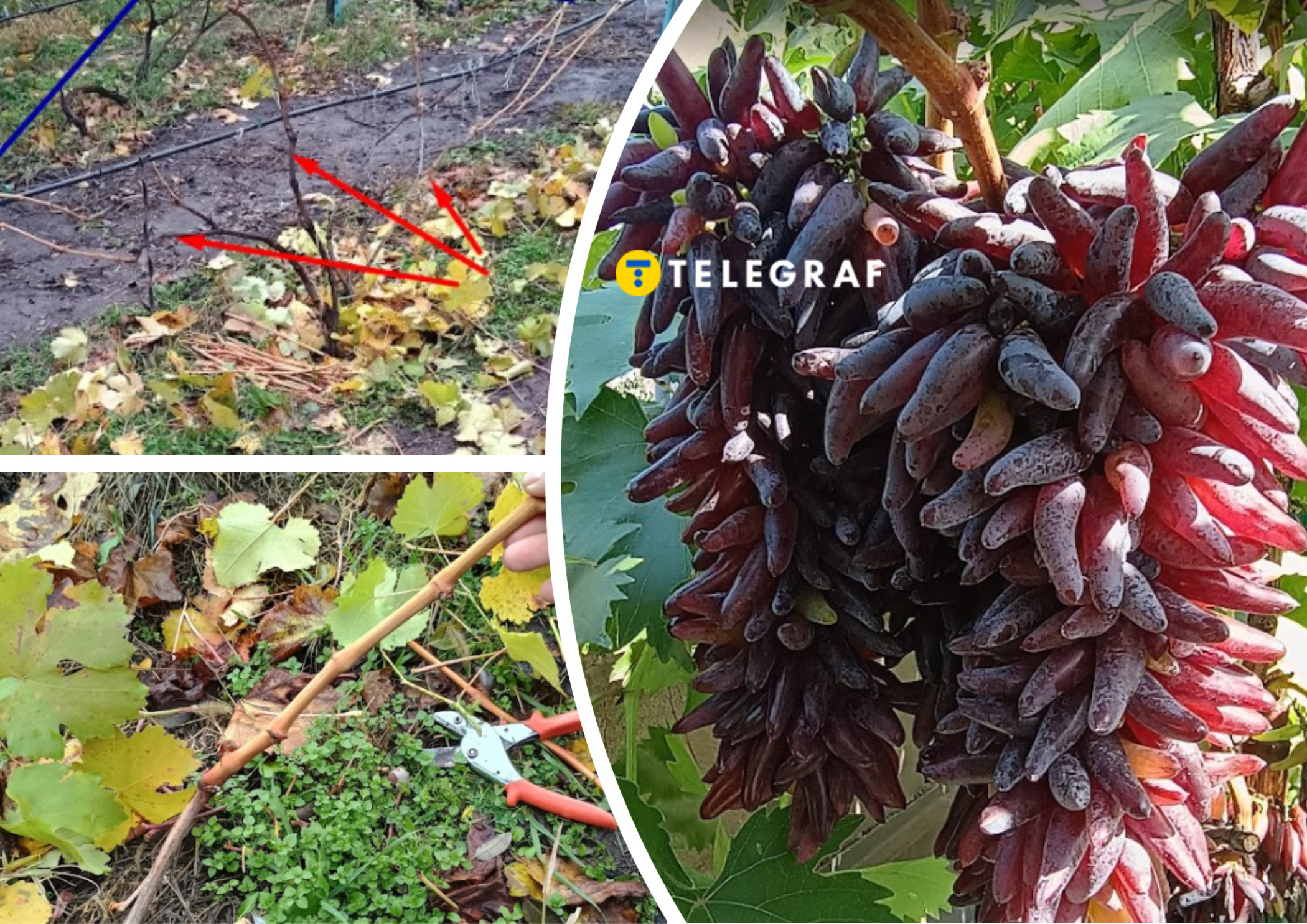 ����: telegraf.com.ua