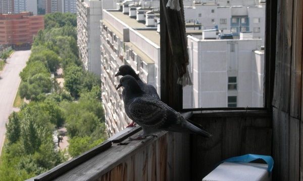 Больной голубь на балконе что делать