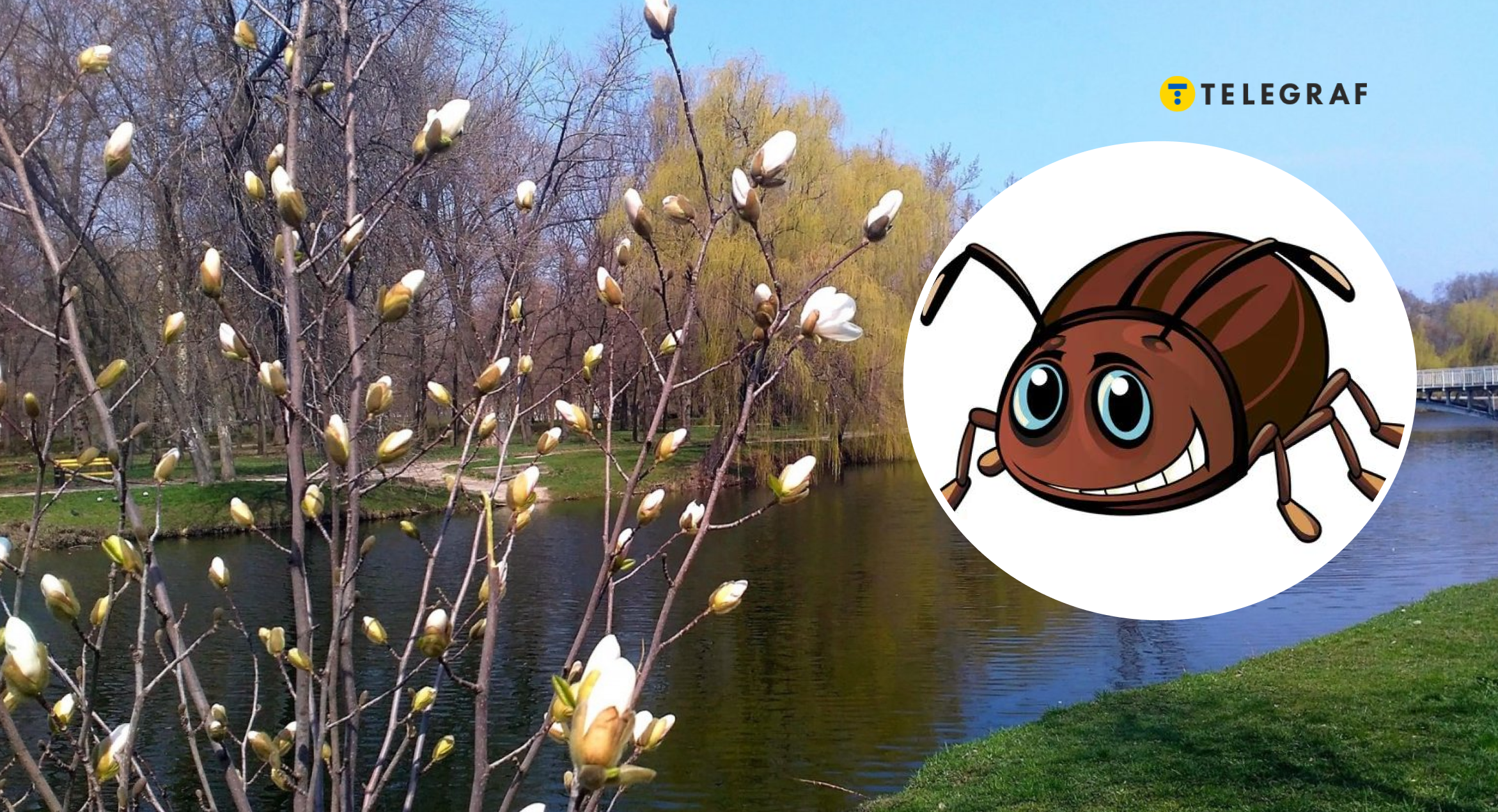 Може навіть вбити? Як виглядає отруйний жук, якого помітили в Україні (фото)