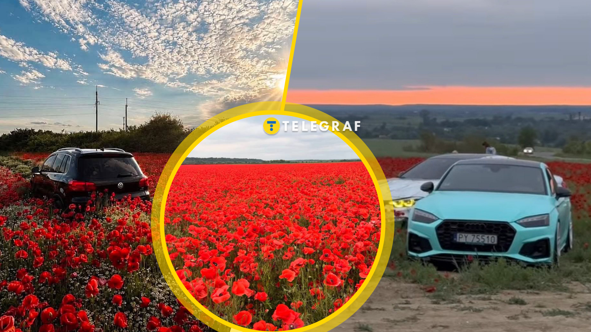 Відоме макове поле під Львовом зникло: фермер пояс
