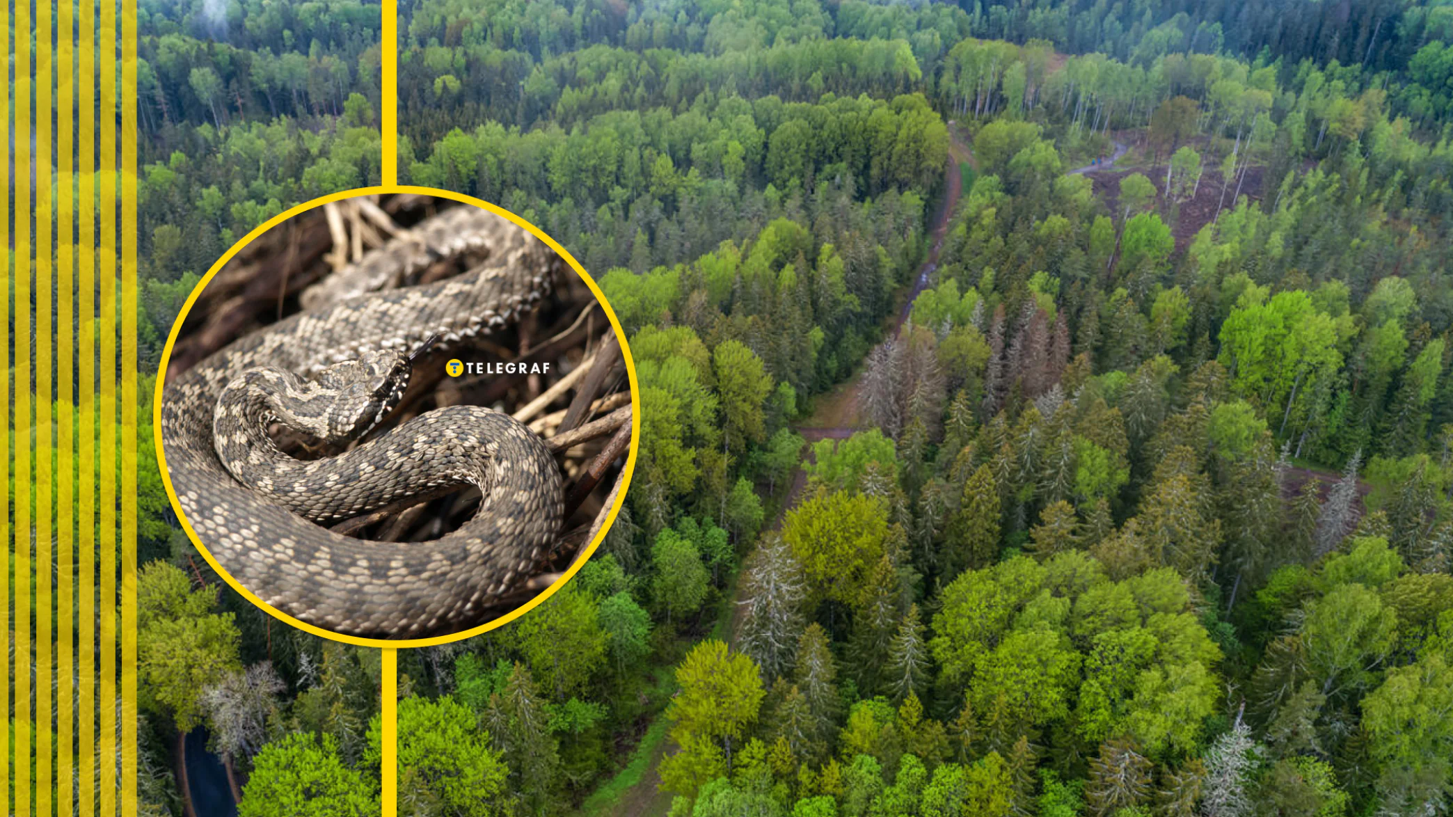 У лісах та парках України прокинулися небезпечні мешканці. Де їх вже бачили