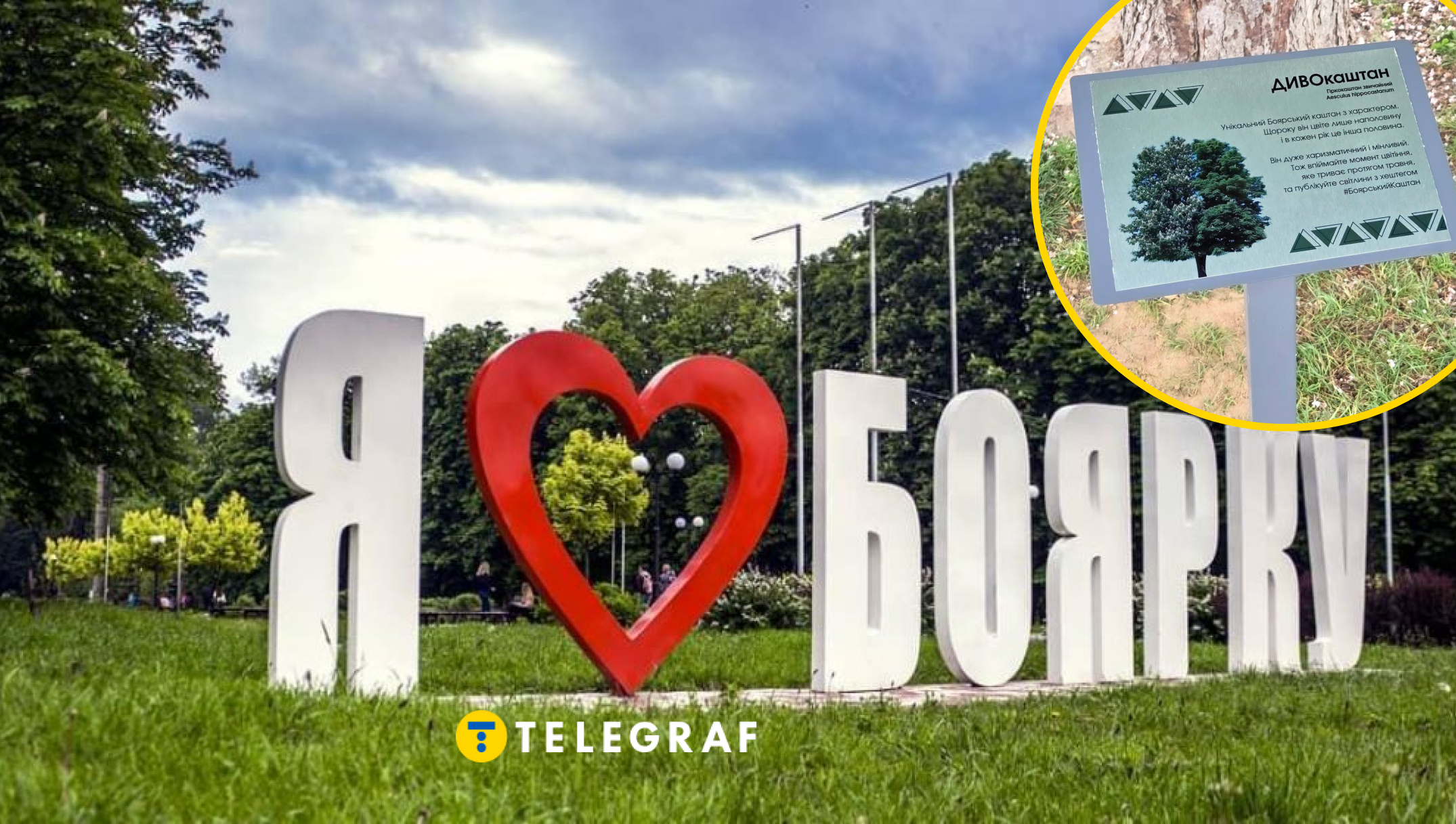 На Київщині є дивокаштан, який щороку квітне лише наполовину. В чому секрет (фото)