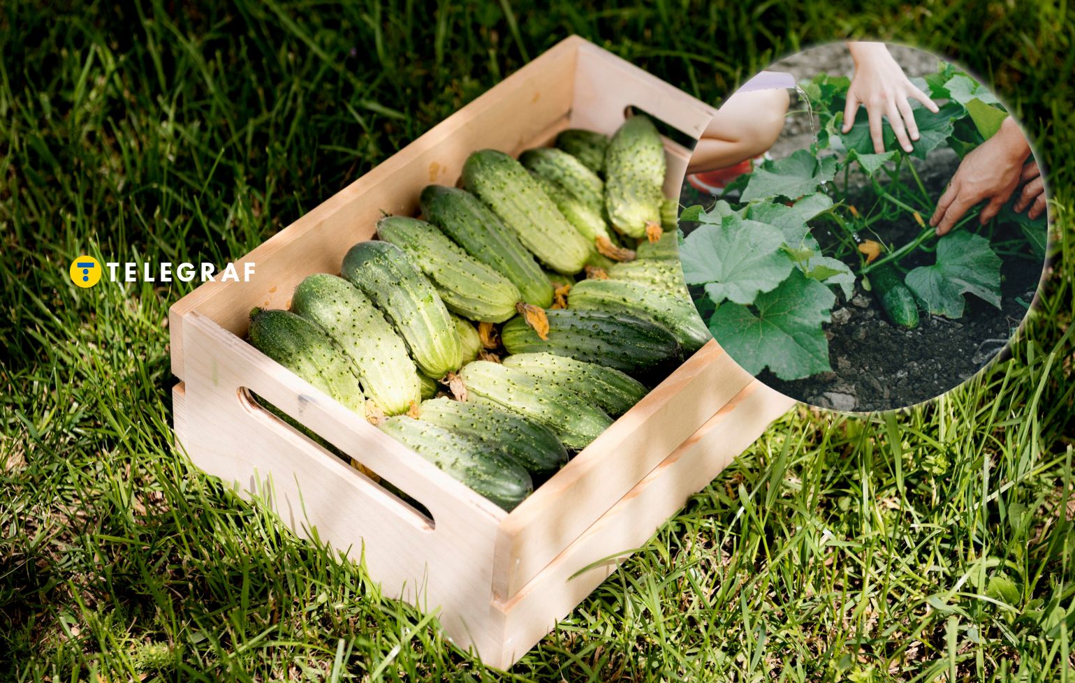 Огірки виростуть як на дріжджах: просто додайте це до лунки