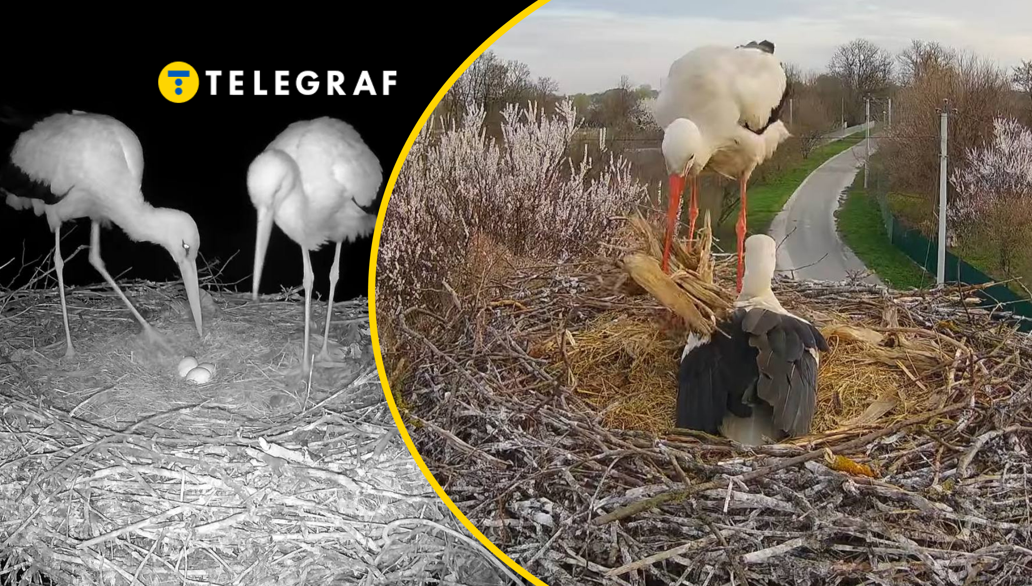 У Одарки та Грицика поповнення: які пристрасті вирують у гнізді українських лелек (фото)