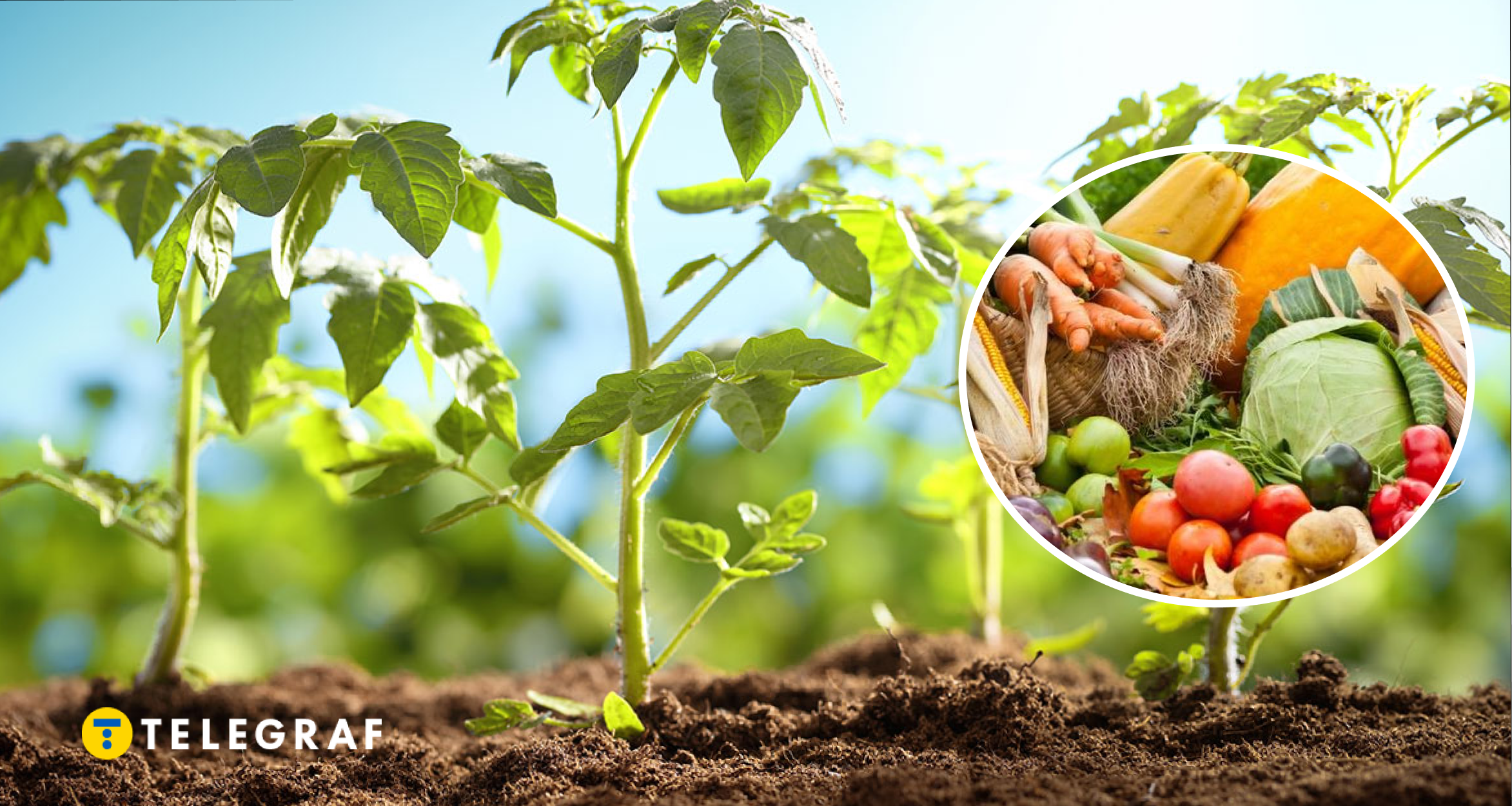 Три фатальні помилки на городі у квітні, які не виправити ні поливом, ні добривами