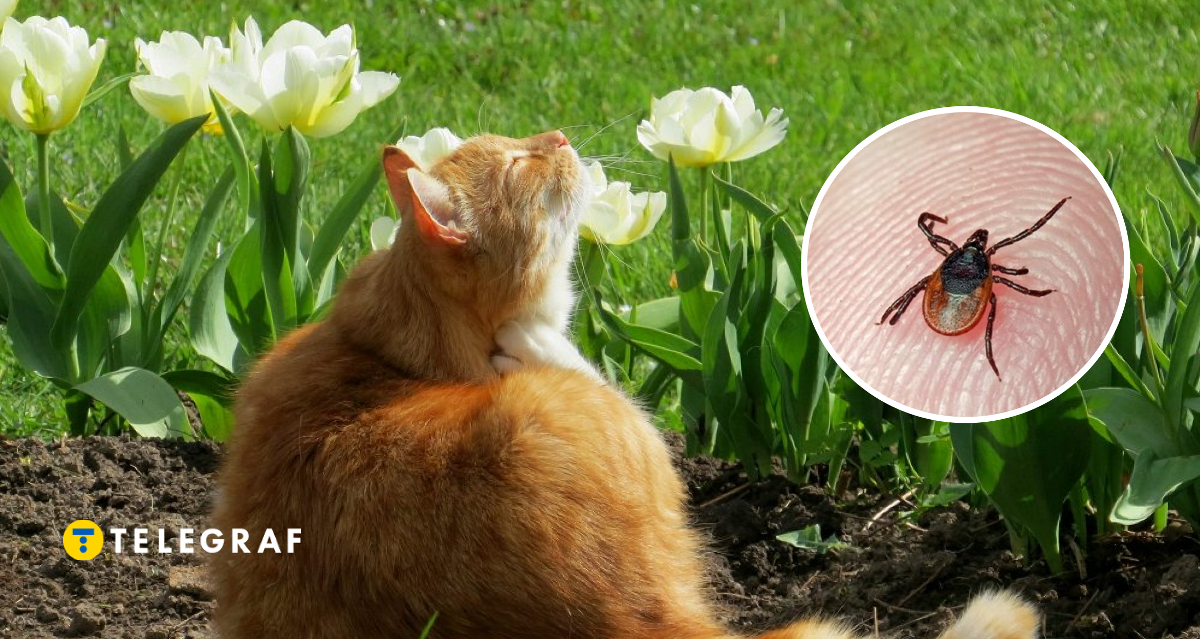 Нашестя кліщів в Україні: кому й чим вони загрожують та як правильно діставати