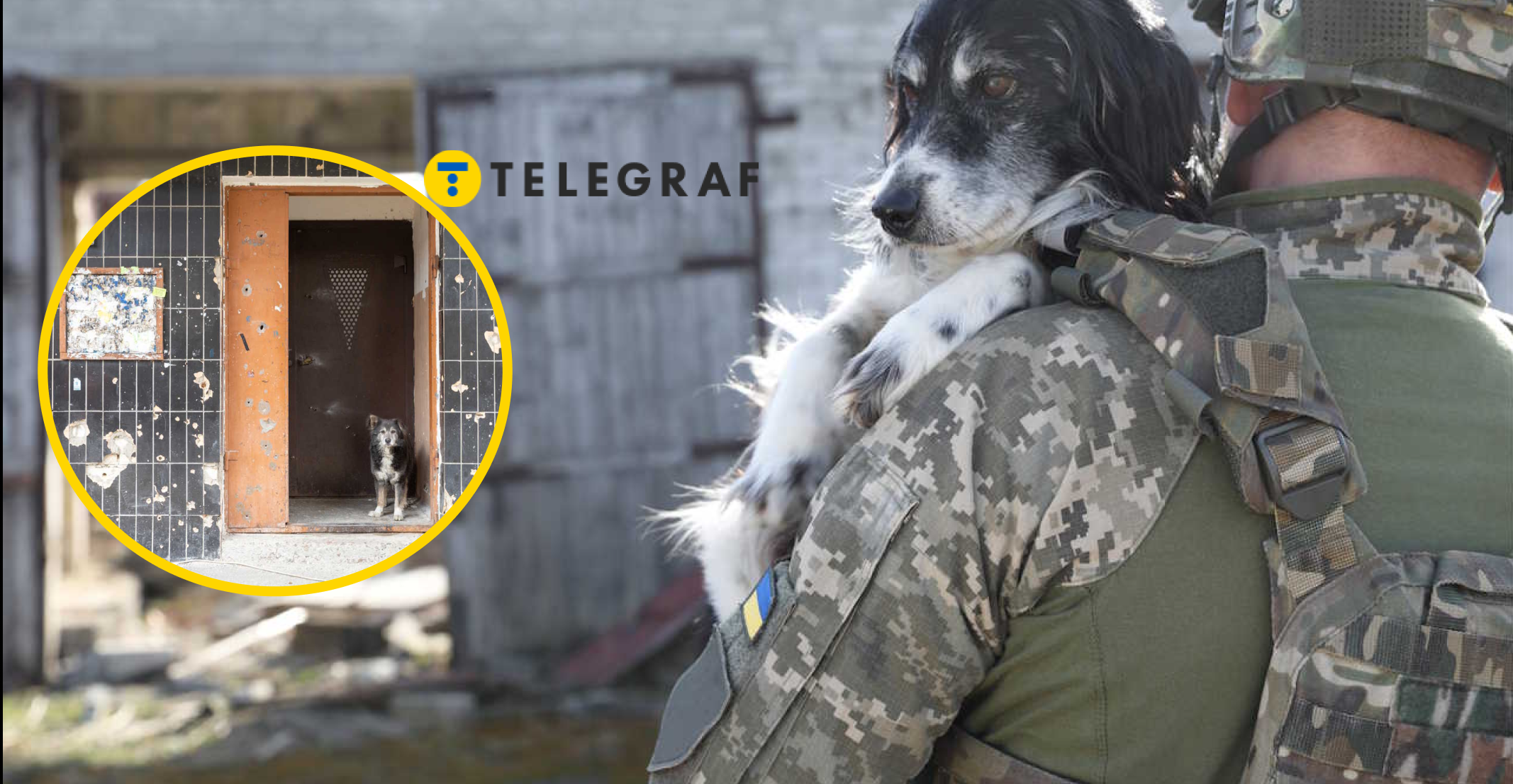 Чому лише маленькі собаки виживають в зоні бойових дій: вчений пояснив логіку