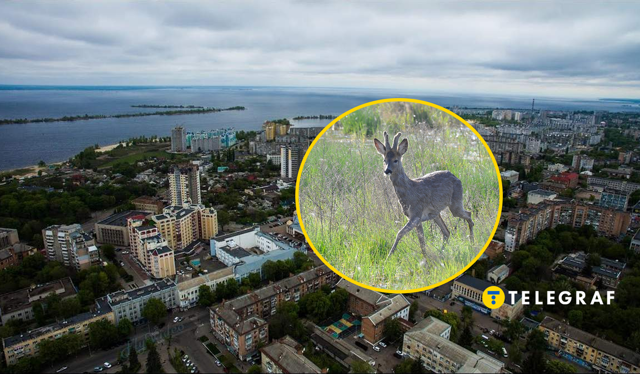 Дикого лісового гостя зустріли просто посеред Черкас (відео)