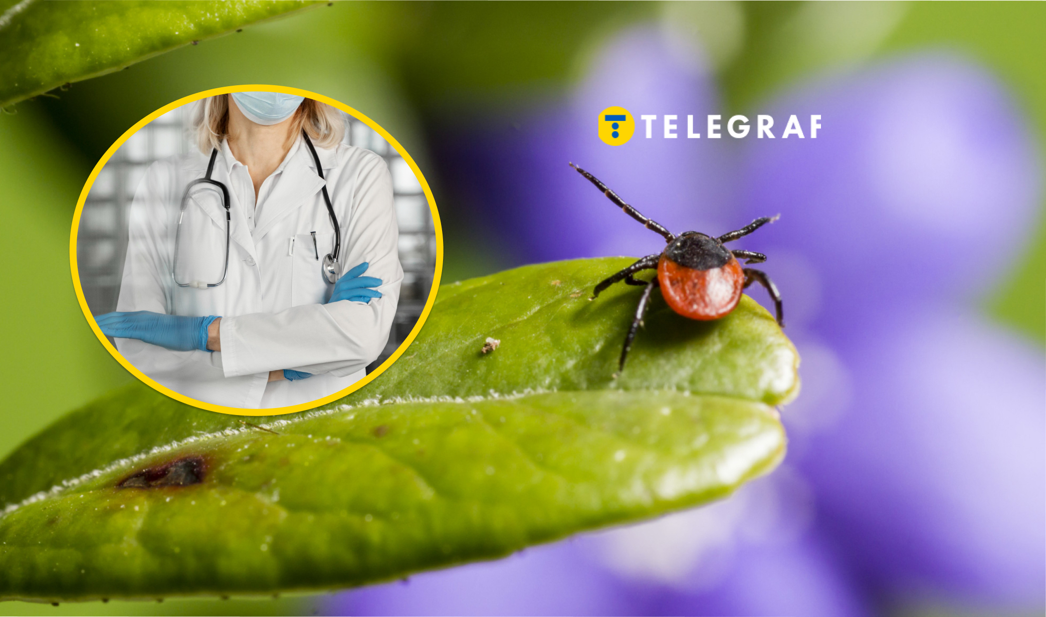 Від Лайма до енцефаліту. Чим можуть заразити кліщі, нашестя яких зараз в Україні