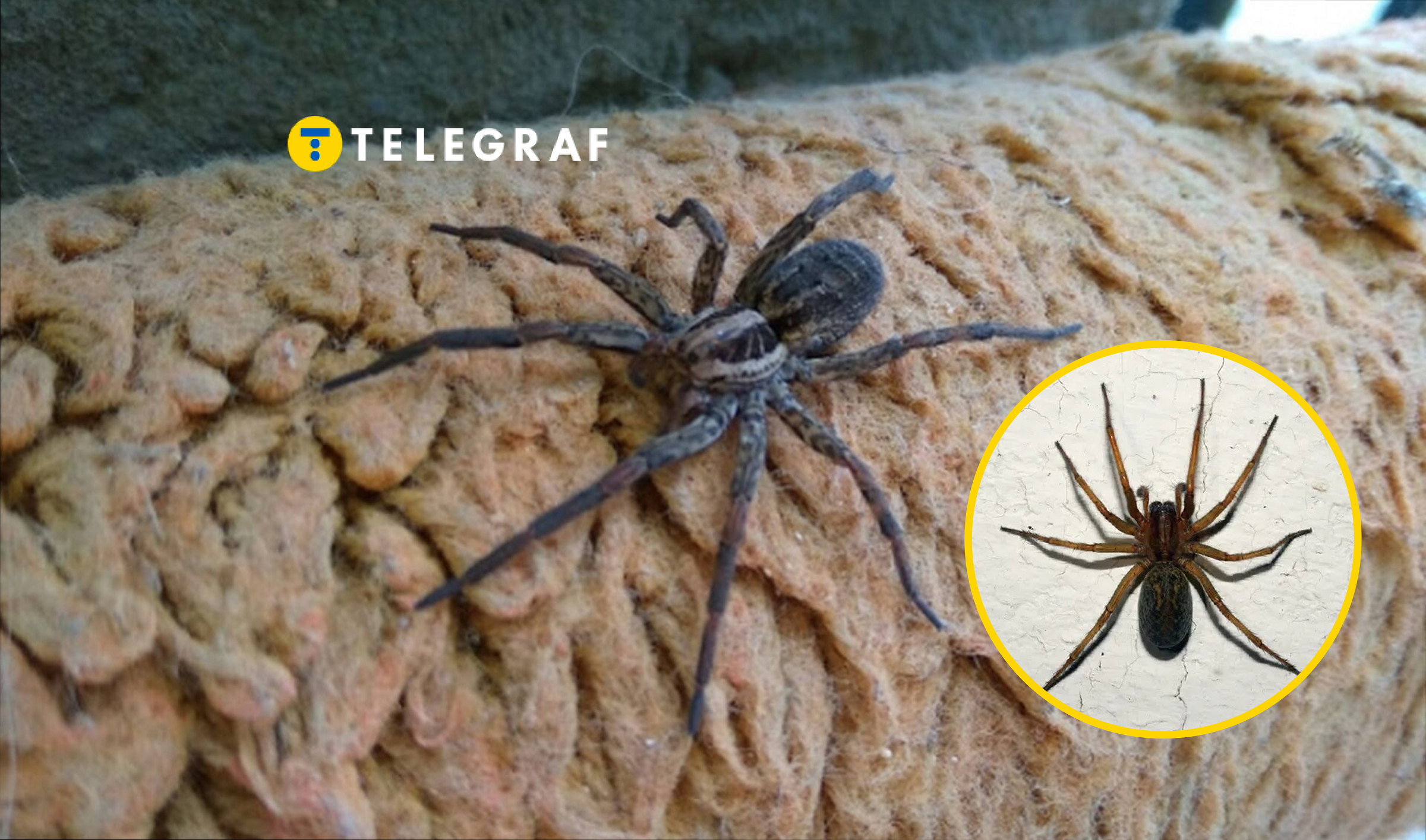 Величезного павука помітили у Запоріжжі: чи небезпечний він (фото)