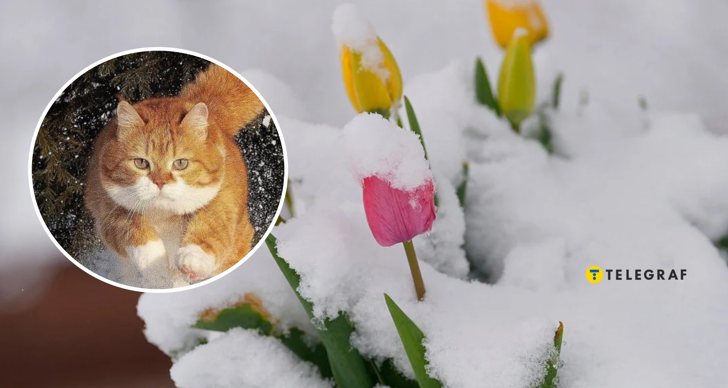 Заморозки та сніг йдуть в Україну. Яким областям не пощастить з погодою на Великдень