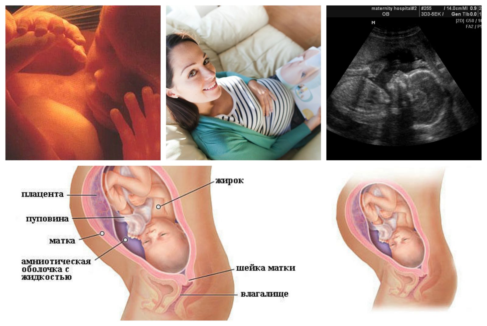 Ребенок в 26 недель в животе. Ребёнок на 25 неделе беременности. Малыш на 25 неделе беременности. Плод на 25 неделе беременности.