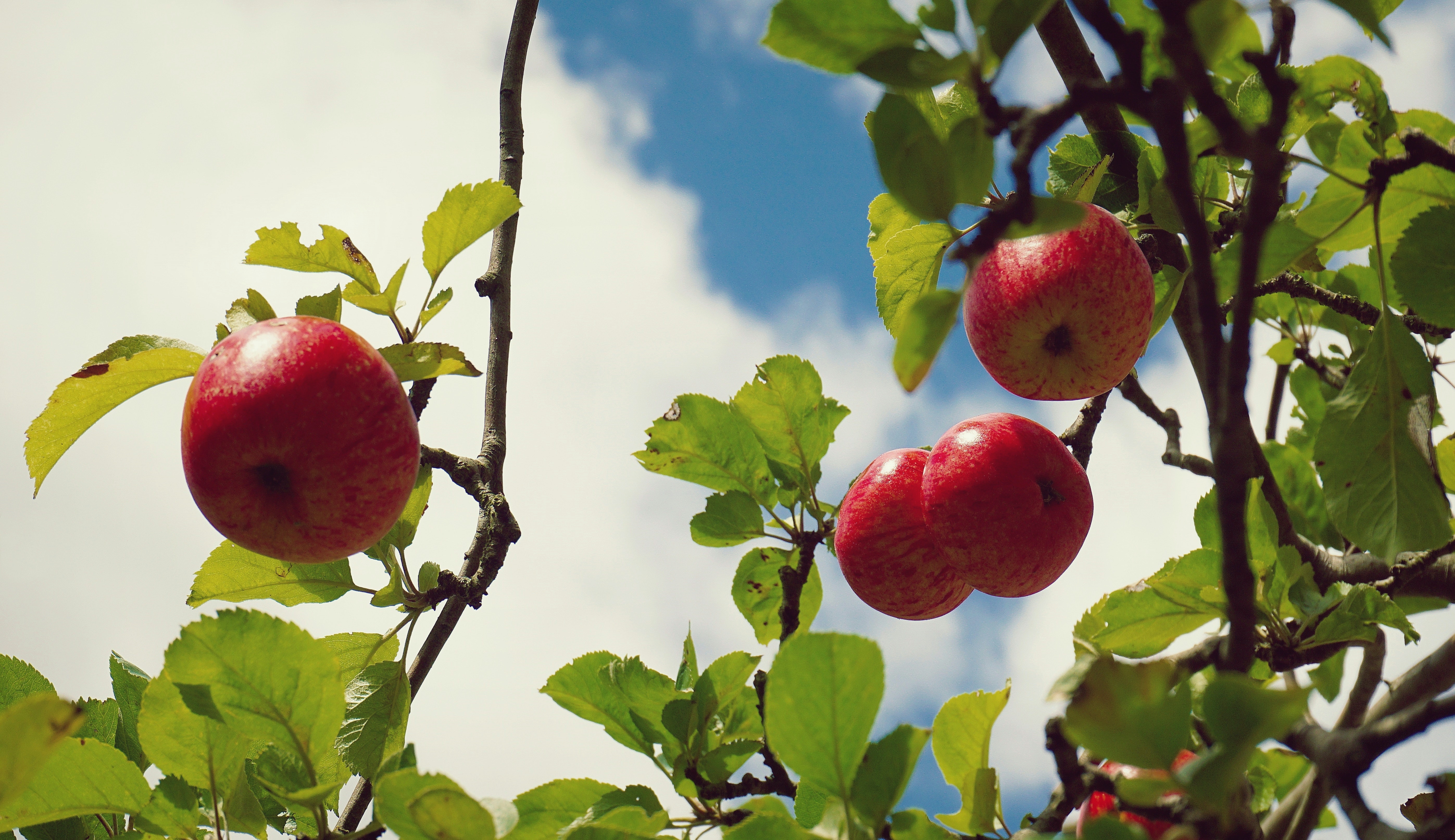 Чем удобрить яблоню осенью - лайфхак с пищевой солью и пеплом - Телеграф