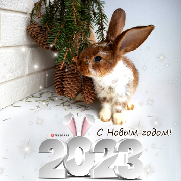 С Новым годом Кролика 2023 — забавные открытки и картинки с кроликами - Телеграф