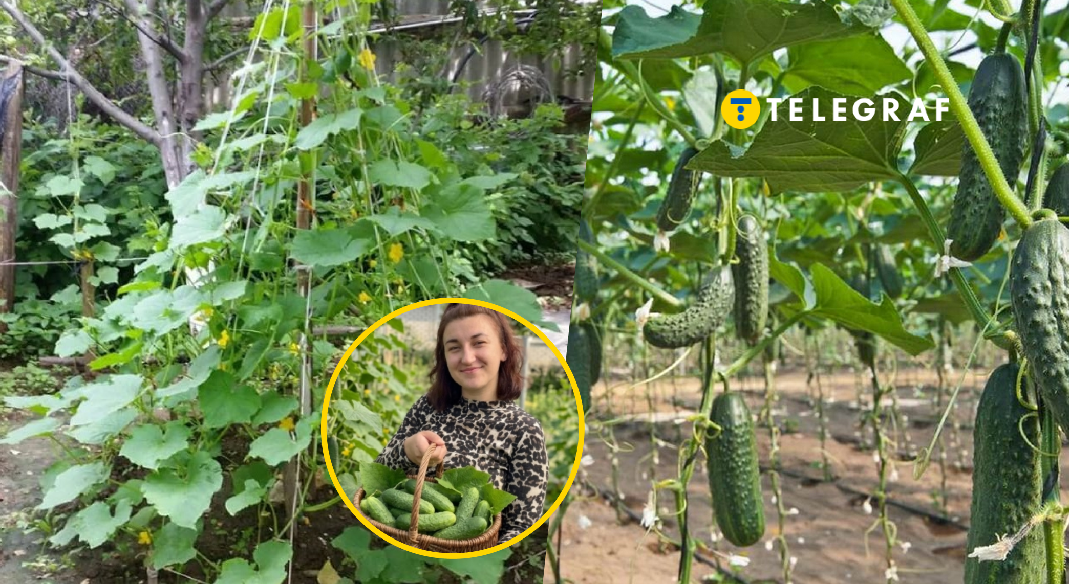 Просто і ефективно: як посадити огірки, щоб легко було збирати врожай