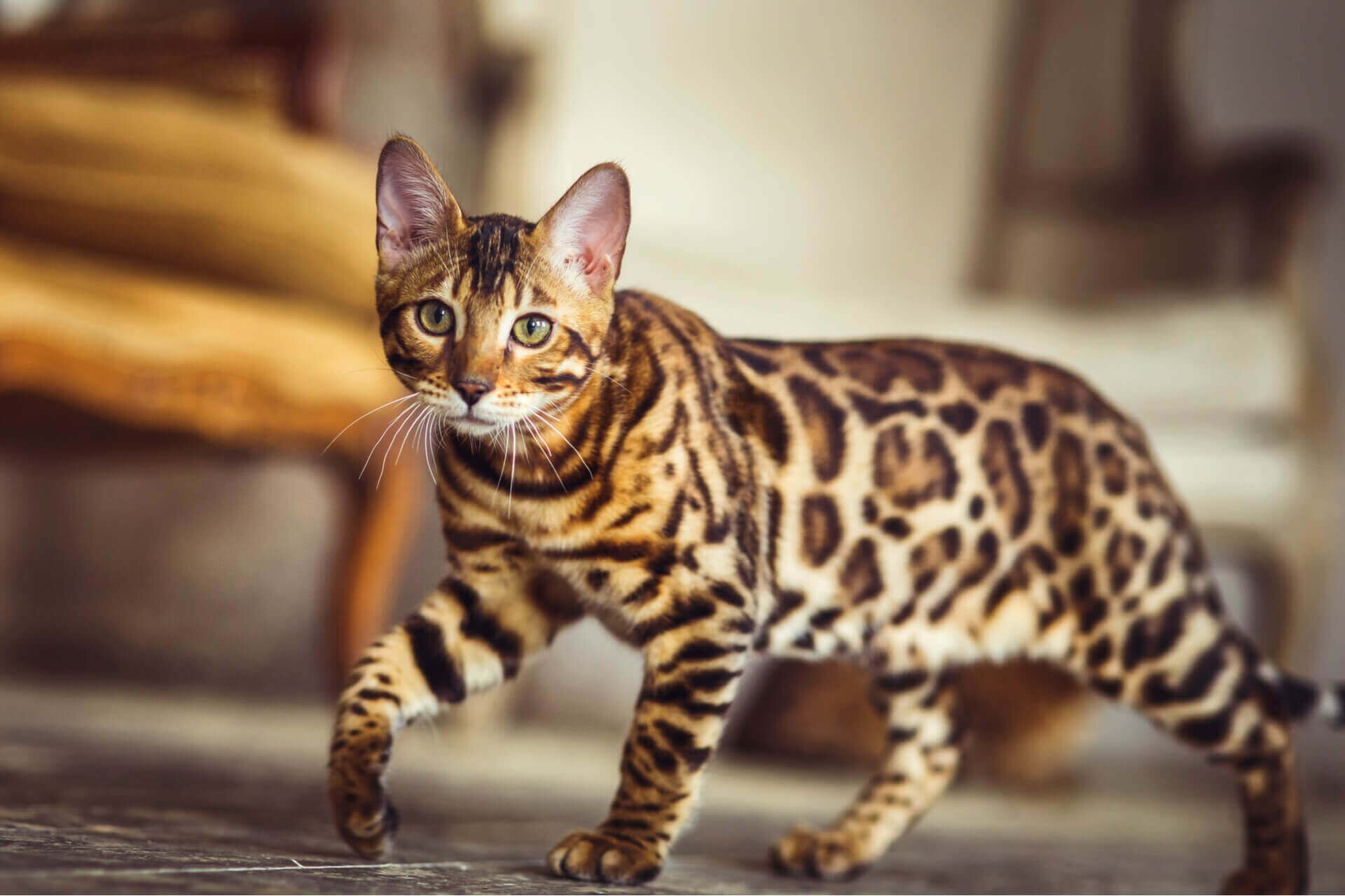 Рассмотрите фотографию пятнистой кошки породы бенгальская. Бенгальская кошка. Кошки бенгальской породы. Бенгальская короткошерстная кошка. Бенгальская кошка леопардового окраса.