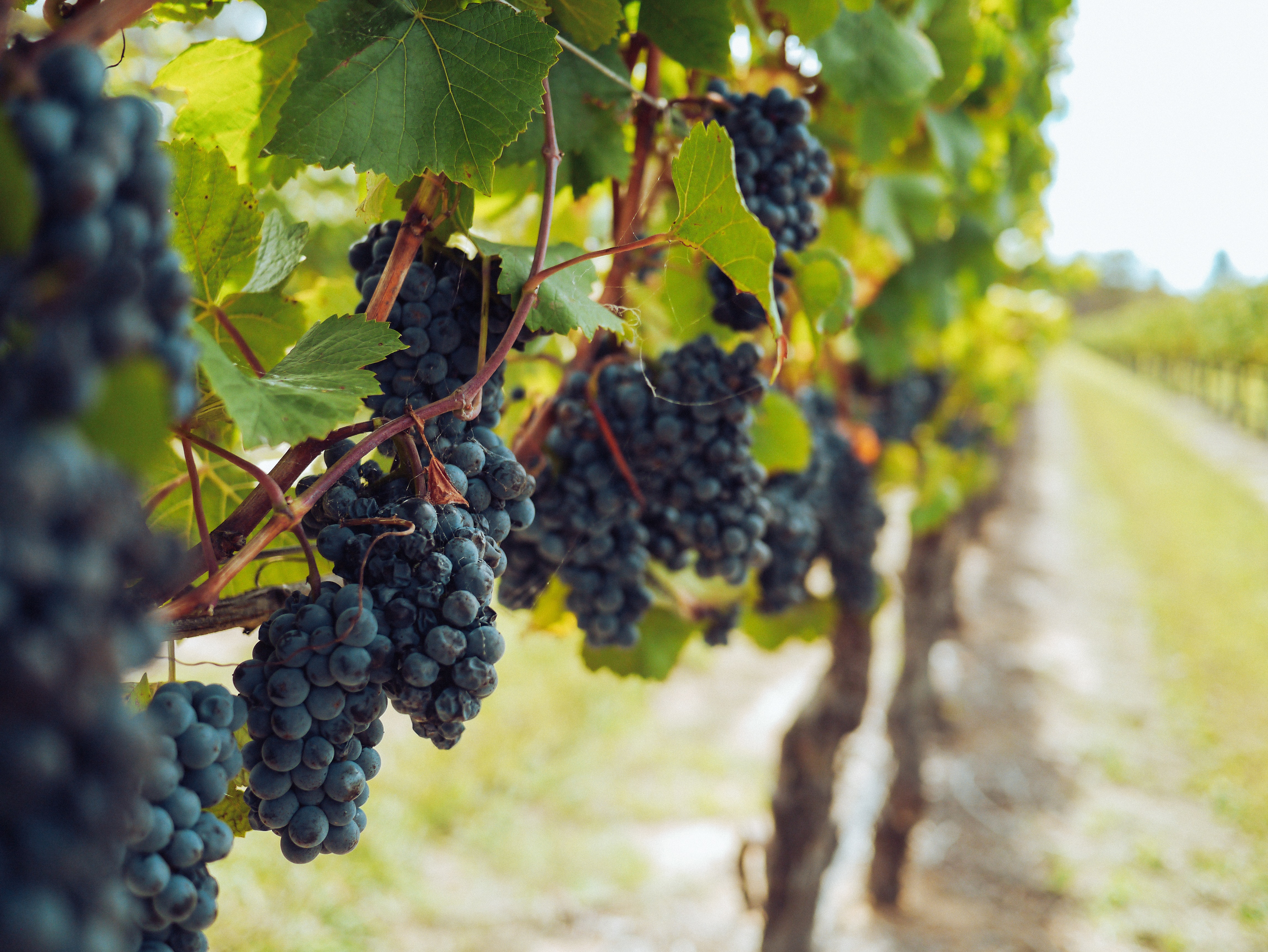 Как ухаживать за виноградом осенью – особенности полива и подкормки -Телеграф