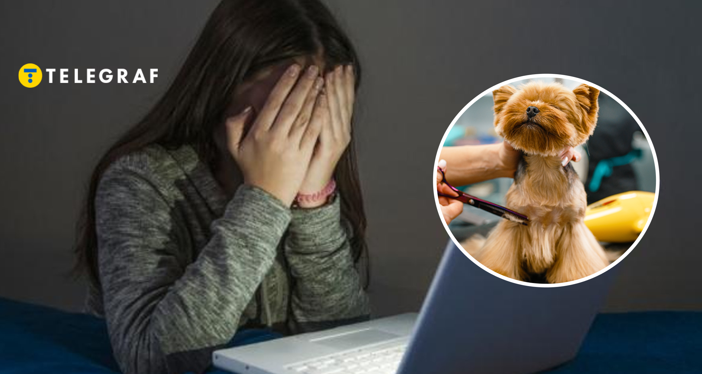 У Києві ледь не задушили собаку під час грумінгу. Що відомо про скандал та як реагує поліція (відео)