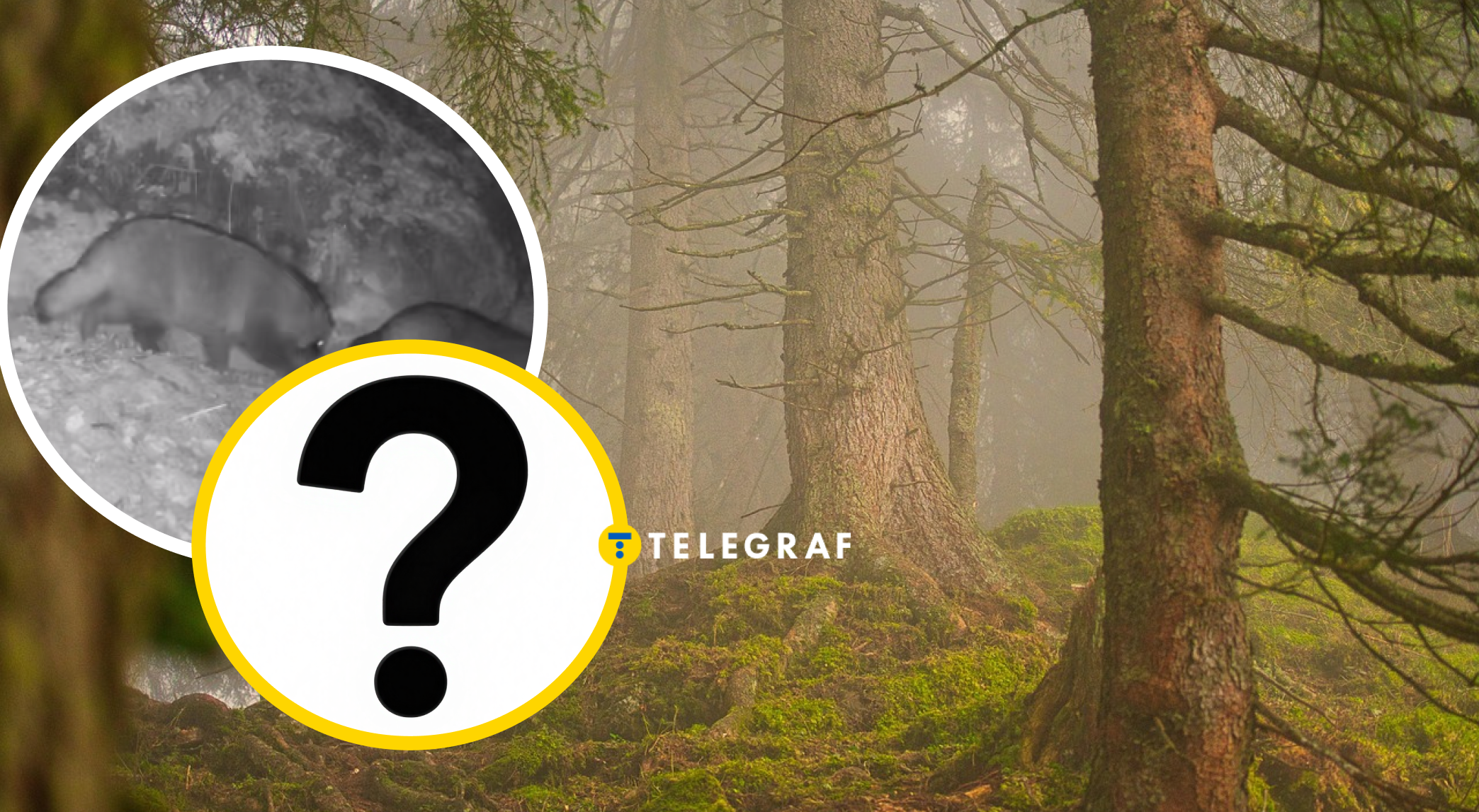 Рідкісних нічних хижаків помітили на Рівненщині: чим вони небезпечні (відео)