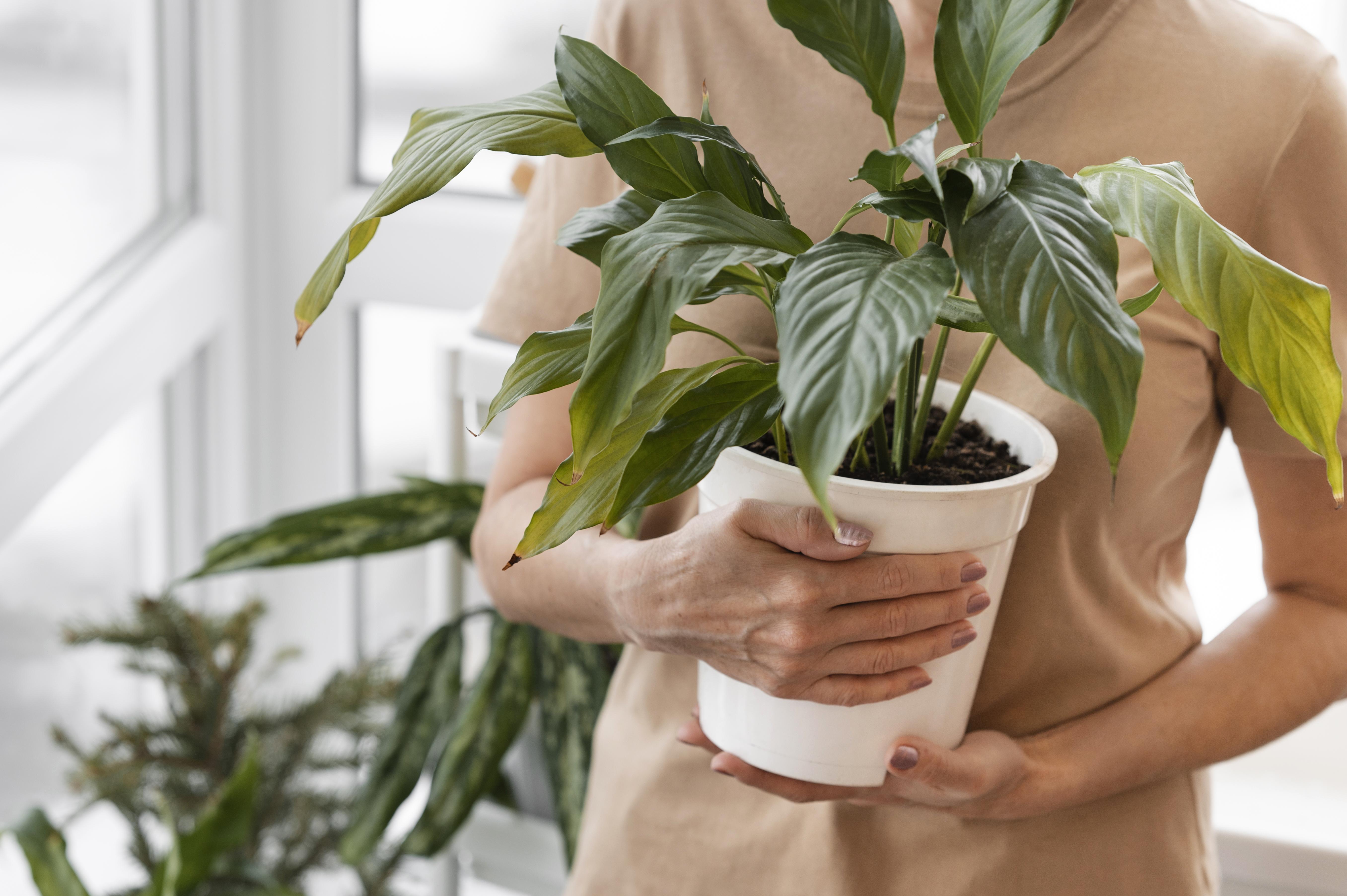 Погибает комнатное растение — 8 возможных причин
