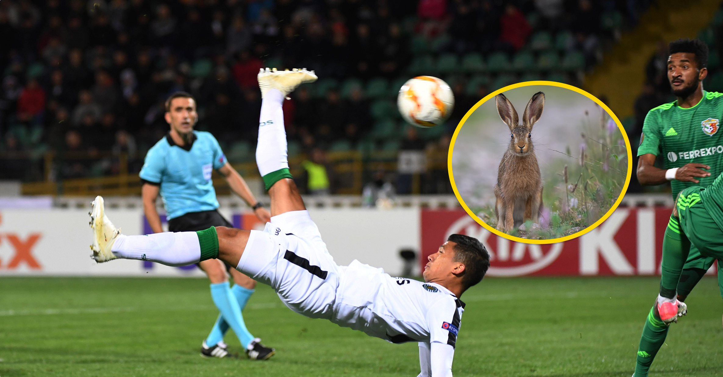 Тут гриміли єврокубки. На легендарному українському стадіоні бігають зайці (відео)