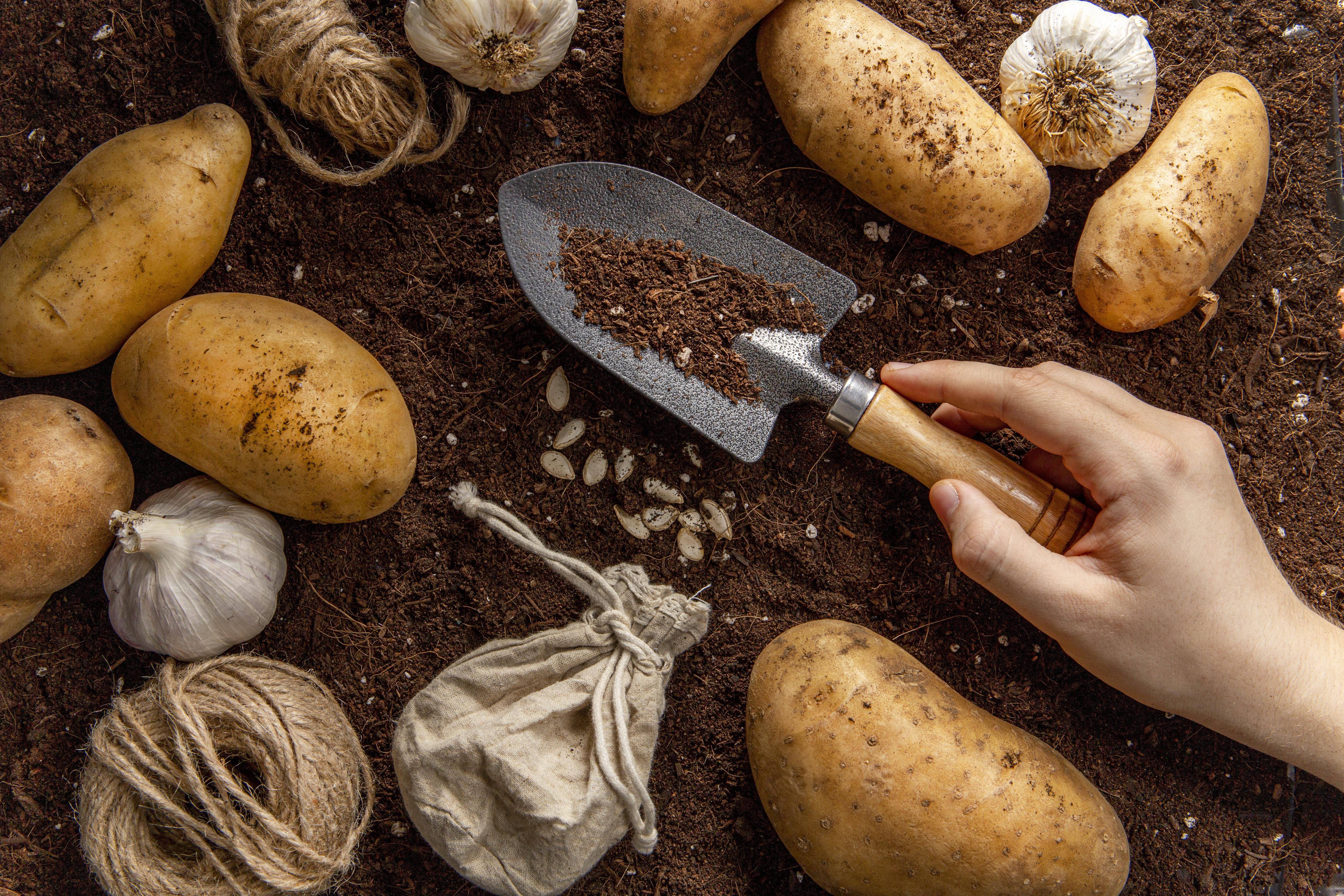 Чем засеять огород после уборки картошки - лайфхак для дачников - Телеграф
