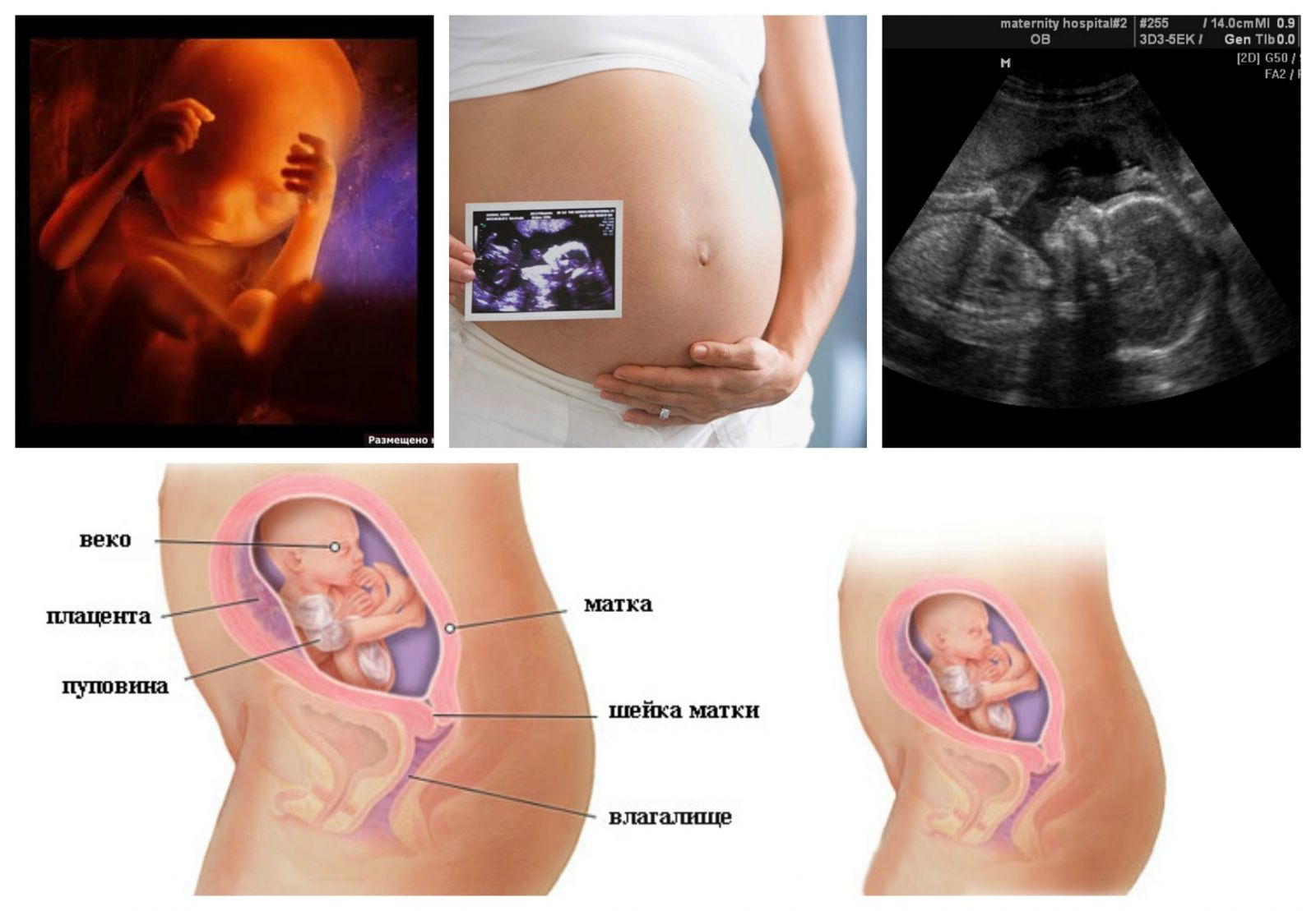 20 недель не чувствую беременности. Зародыш на 22 недели беременности. Ребёнок 22 неделя беременности в животе. Как выглядит 22 недельный ребенок в животе. Как выглядит зародыш 22 недели.