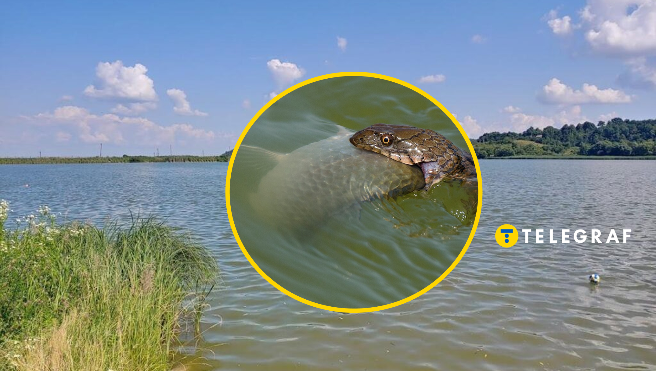 Як відрізнити водяного вужа від гадюки за секунду: проста ознака, яка вбереже від паніки на пляжі