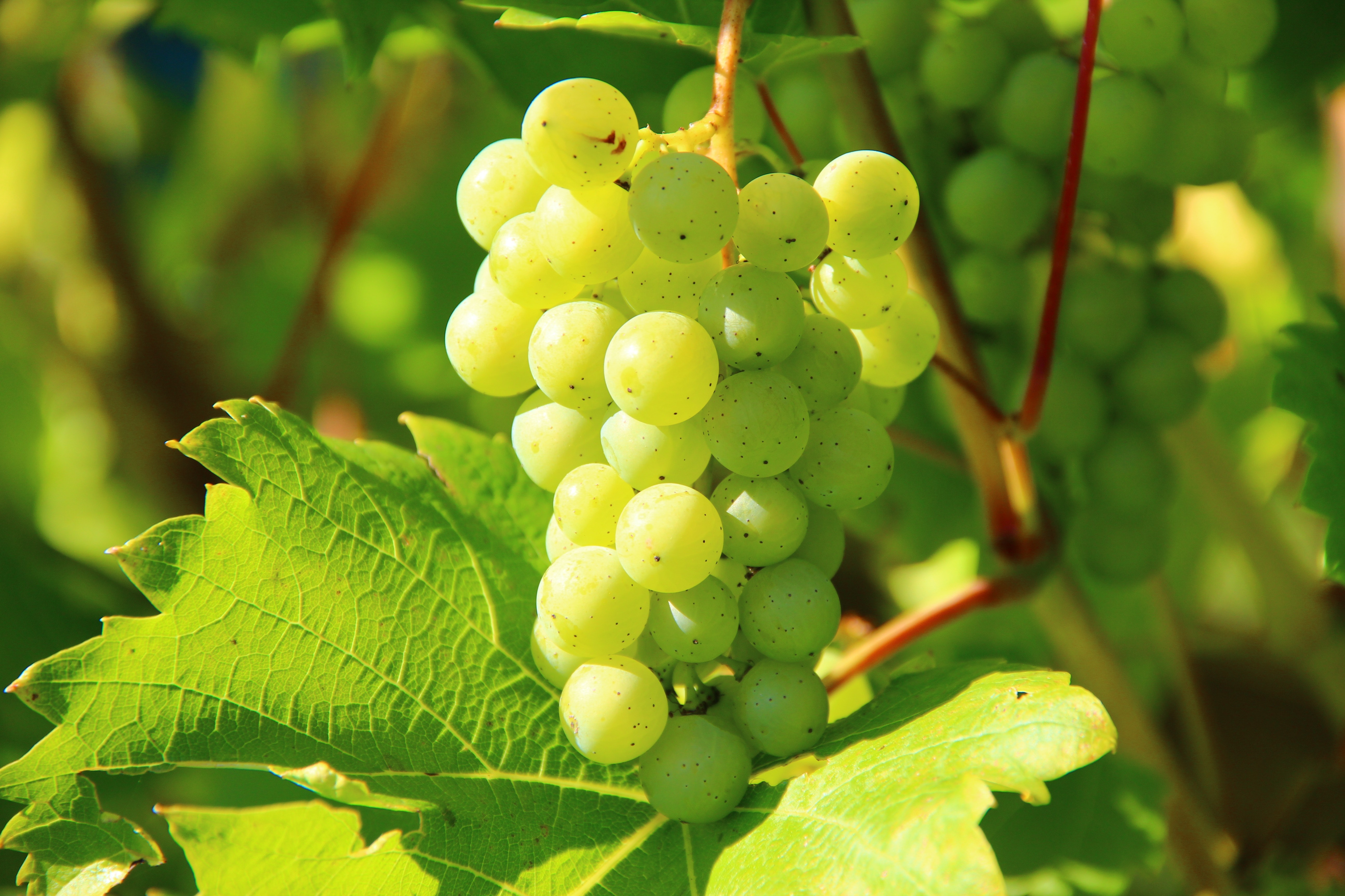 Как ухаживать за виноградом летом - секреты опытных виноградарей - Телеграф