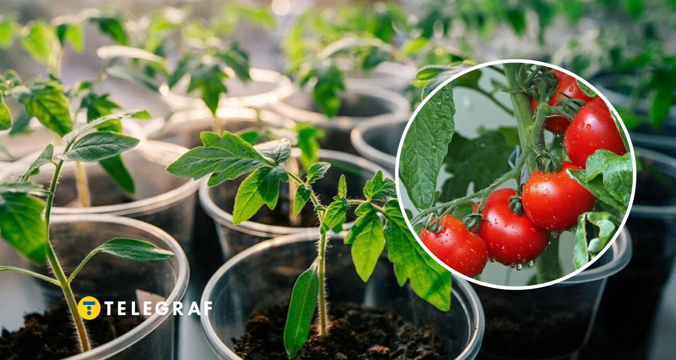 Розсада попре, як на дріжджах. Чим обробити ґрунт, аби до томатів не липли хвороби