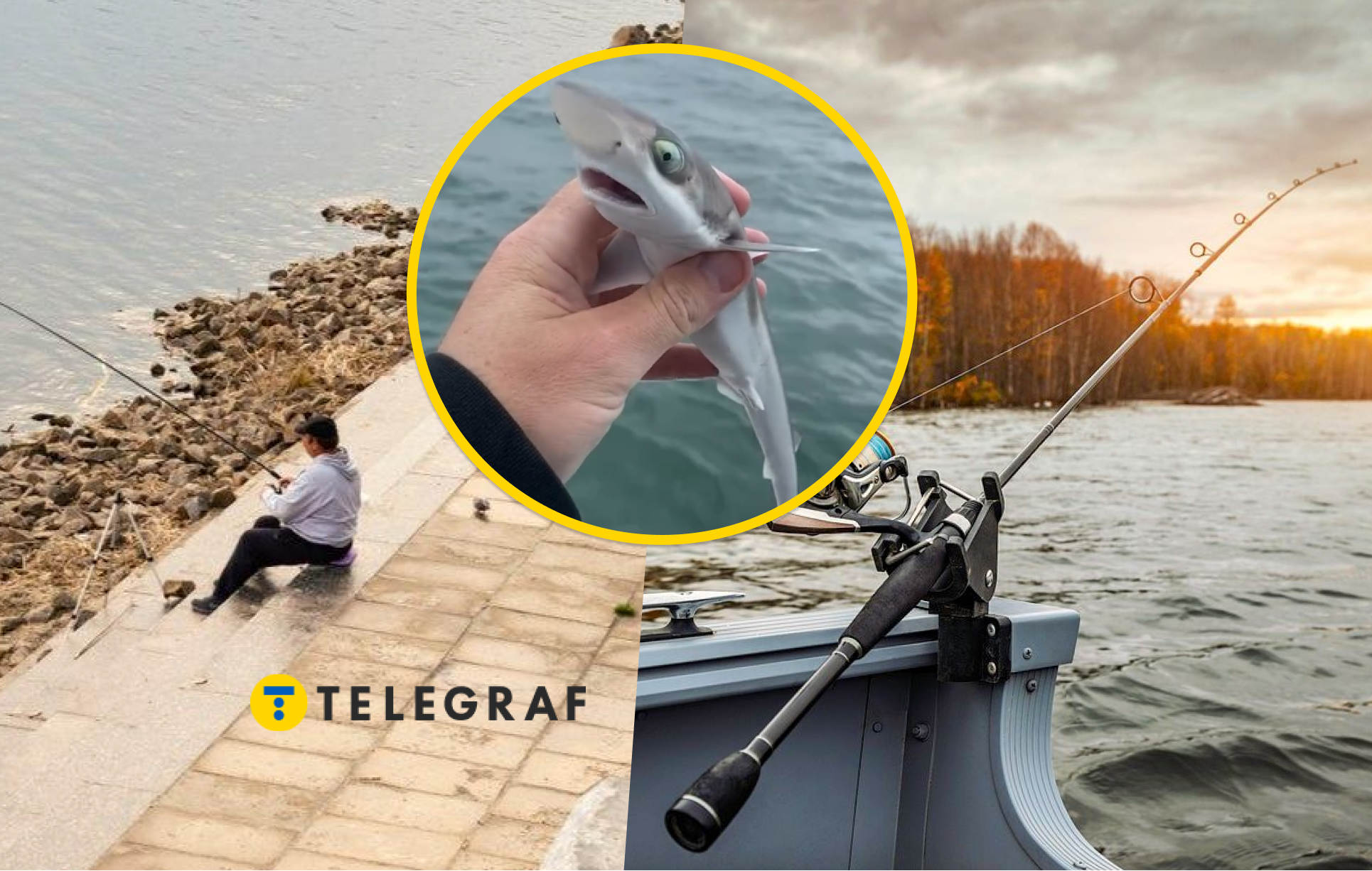 Маленьку акулу виловили у Дніпрі? Чи можливо виловити таку хижачку у річці (відео)