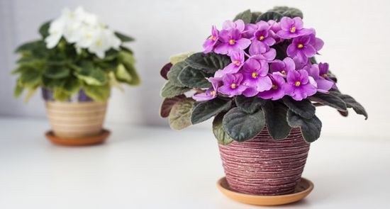 «Несчастливые» цветы: 5 растений, которые лучше убрать из дома