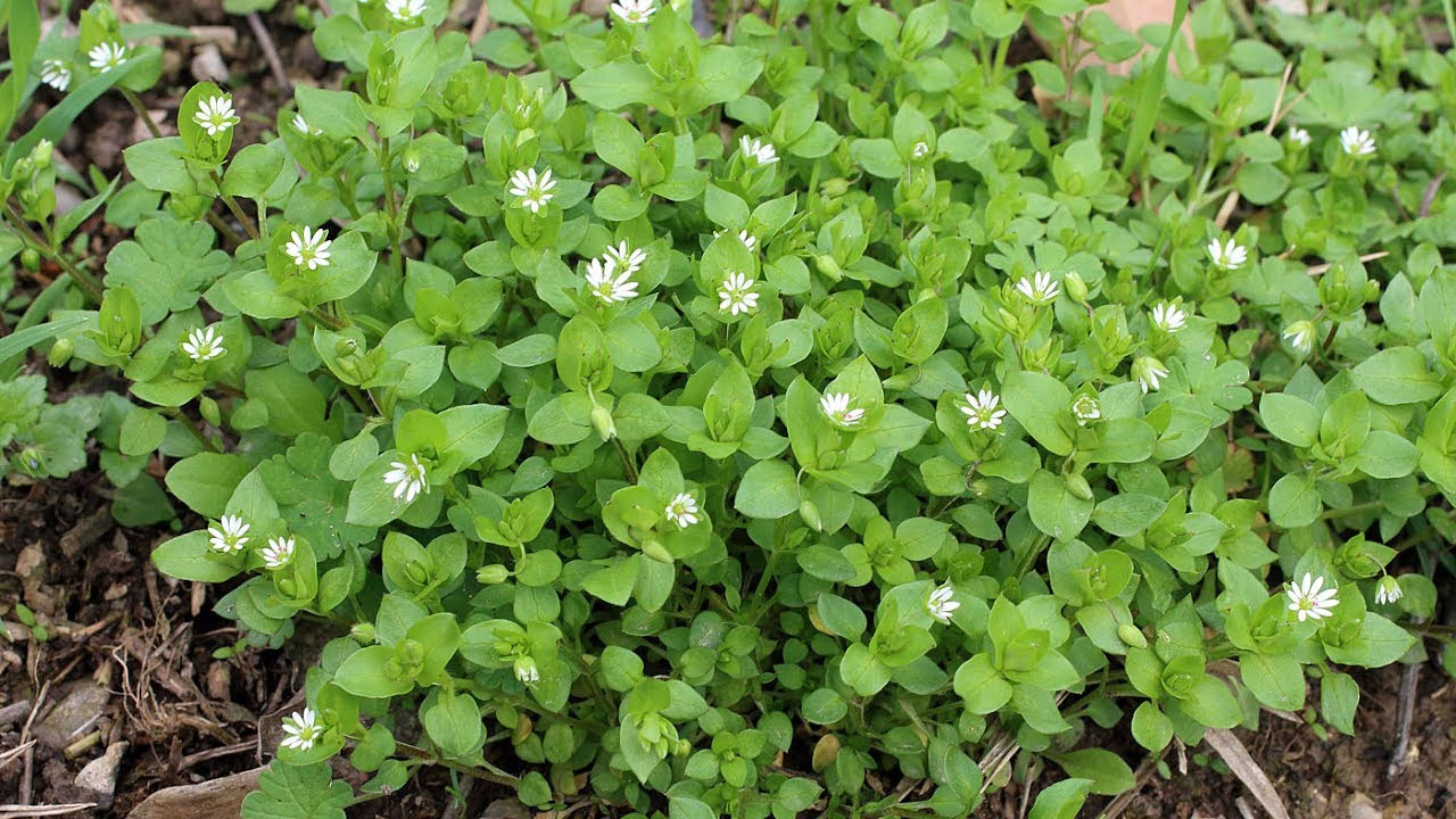 Ай трава. Мокрица трава. Мокрица сорняк огородный. Звездчатка средняя (Stellaria Media). Трава звездчатка мокрица.