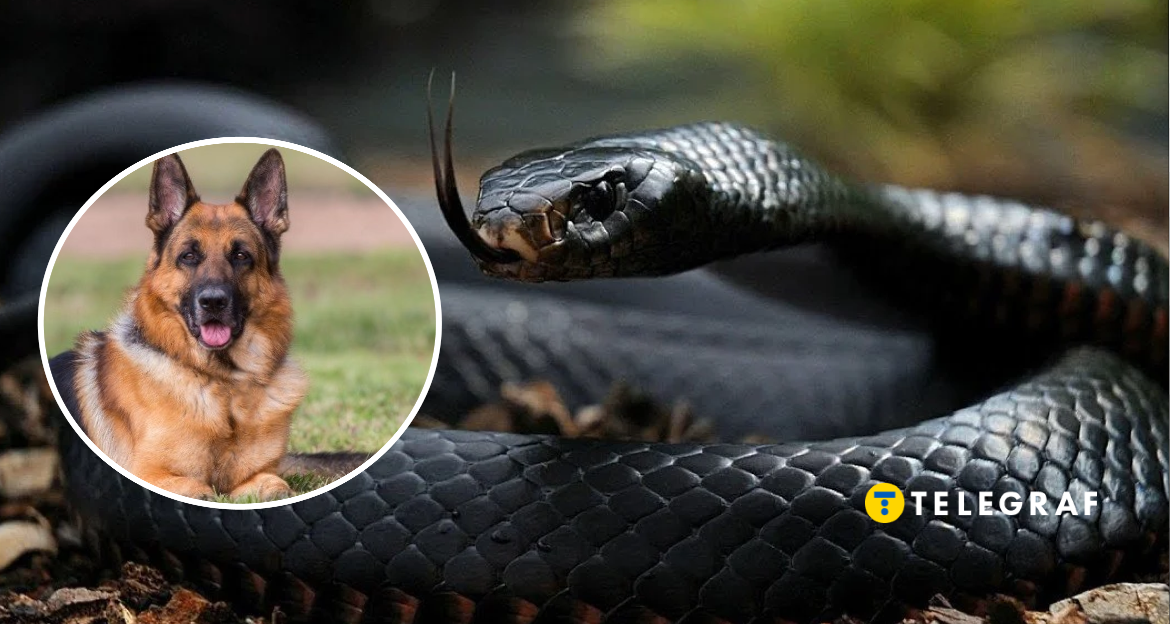 Смертельна загроза на прогулянці: як захистити собаку від укусу гадюки