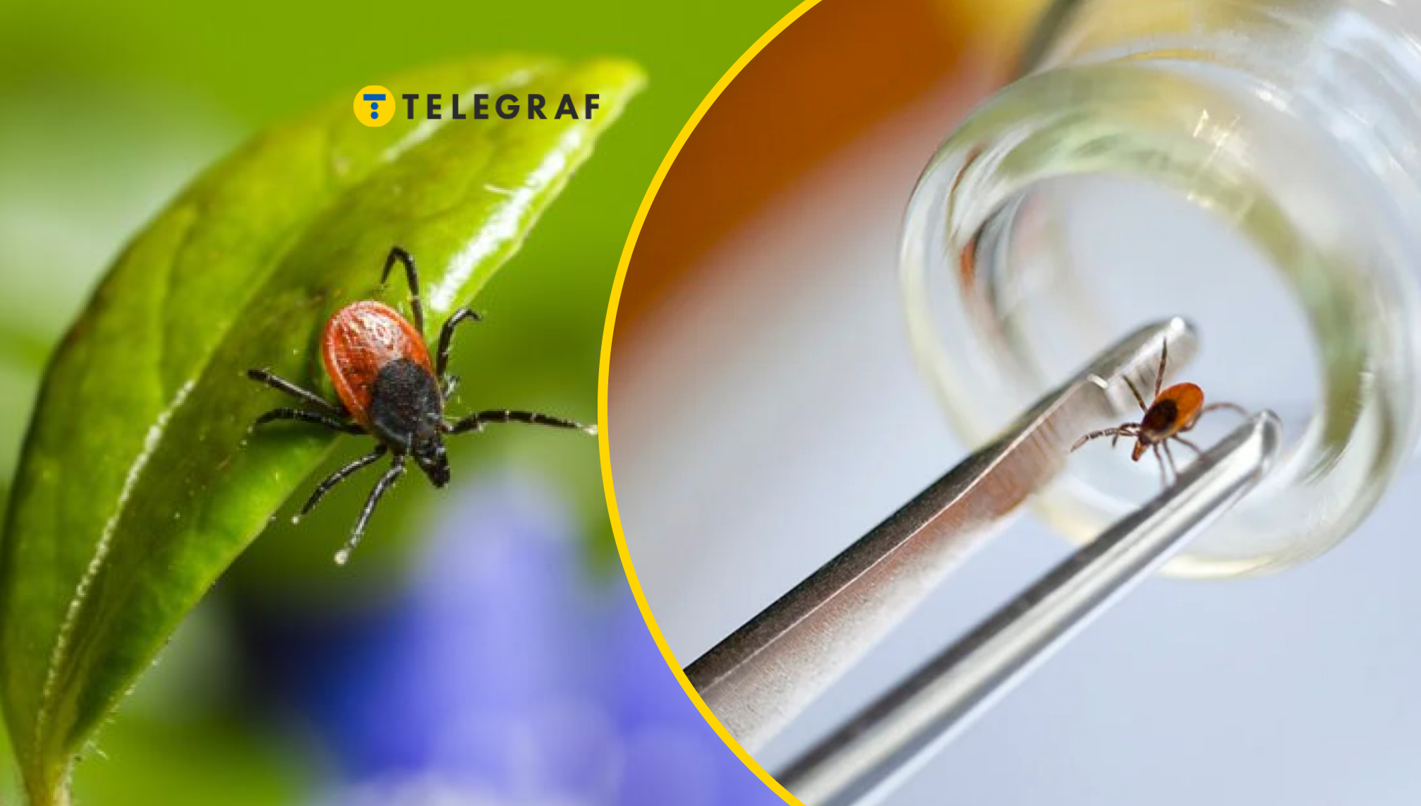 Нашестя кліщів вже в низці регіонів України: де їх бачили і що вони можуть переносити