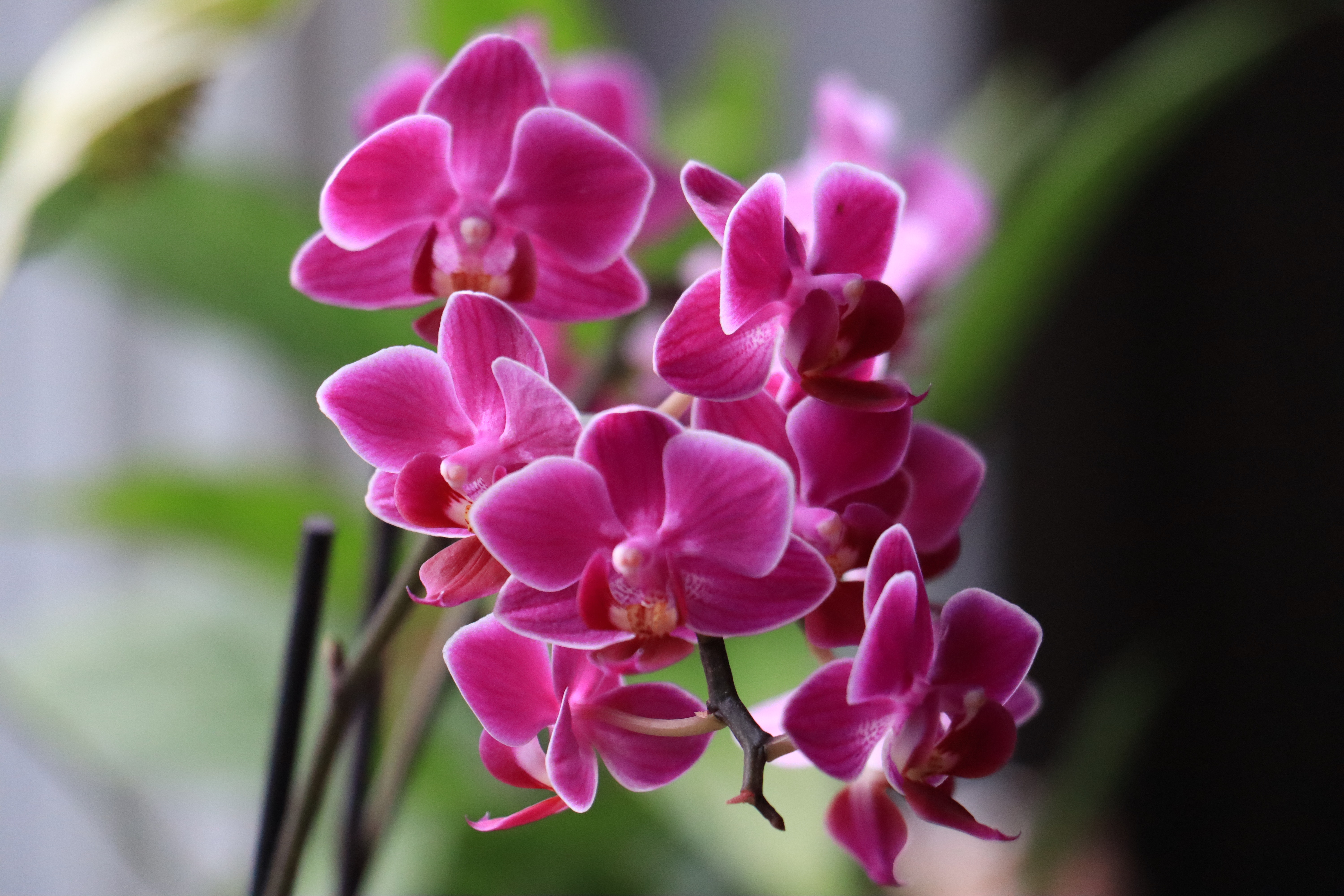 Как заставить цвести орхидею