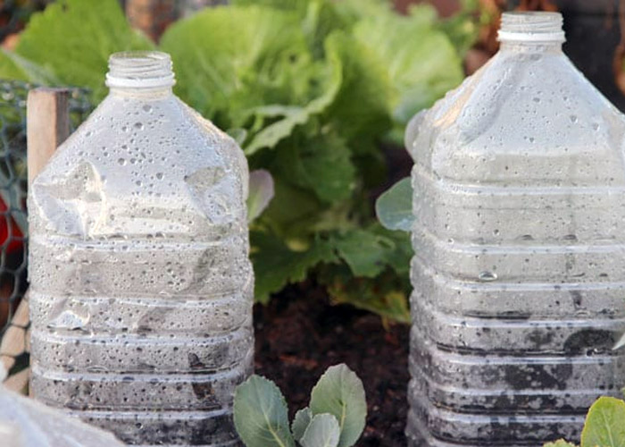 Теплица из пластиковых бутылок своими руками — 3 простых способа