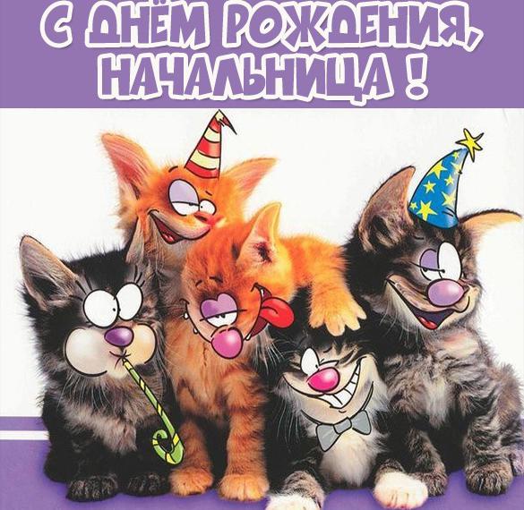 Открытки с Днем Рождения с котами, котиками, котятами