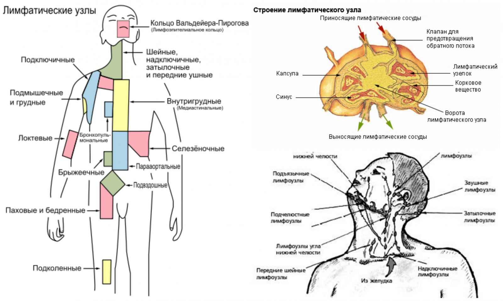 Система лимфоузлов человека. Лимфатические узлы анатомия расположение. Схема расположения регионарных лимфоузлов. Схема расположения регионарных лимфатических узлов. Строение лимфатического узла анатомия.