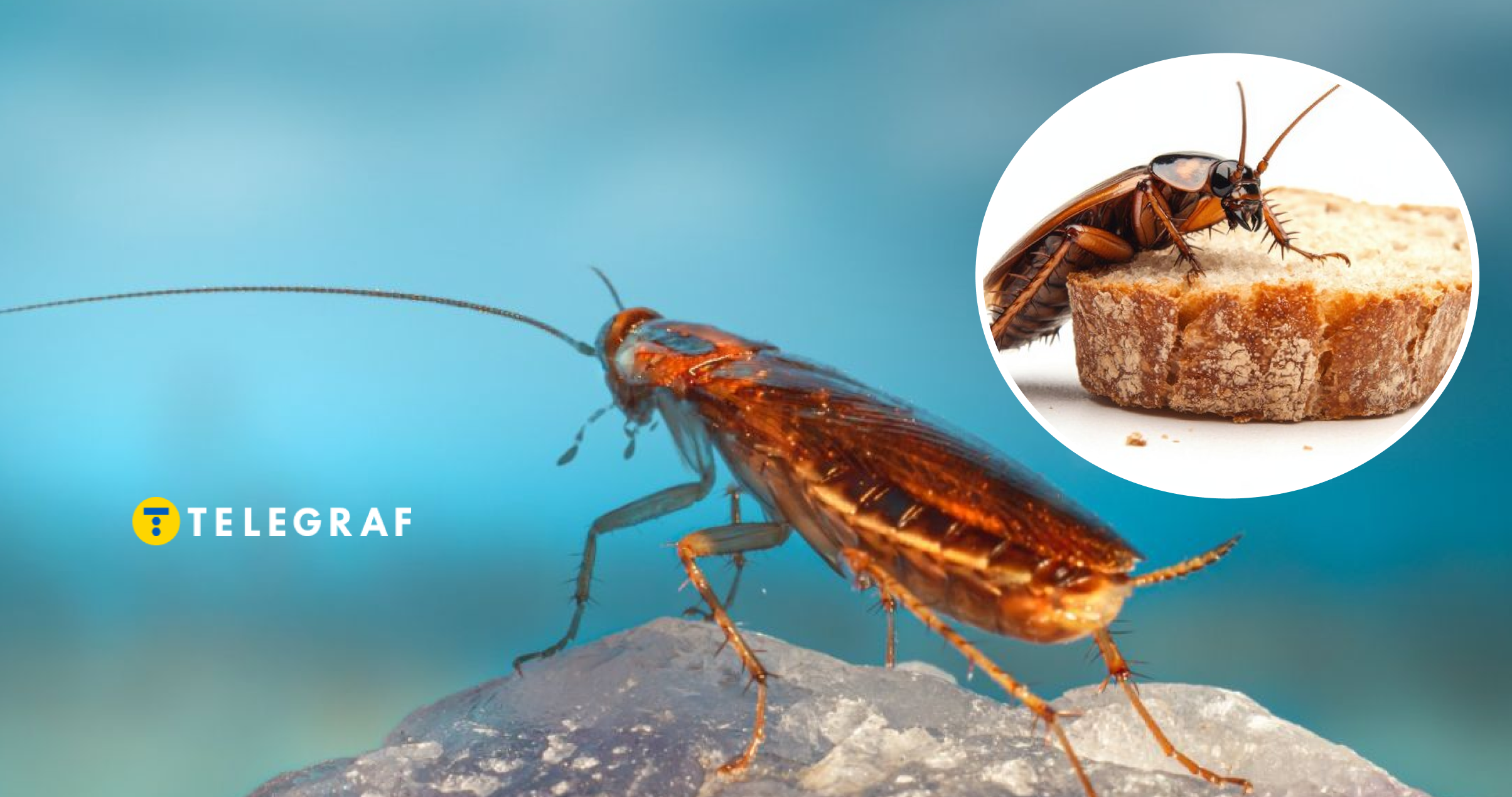 Cockroaches practice cannibalism, including wing-biting during mating ...