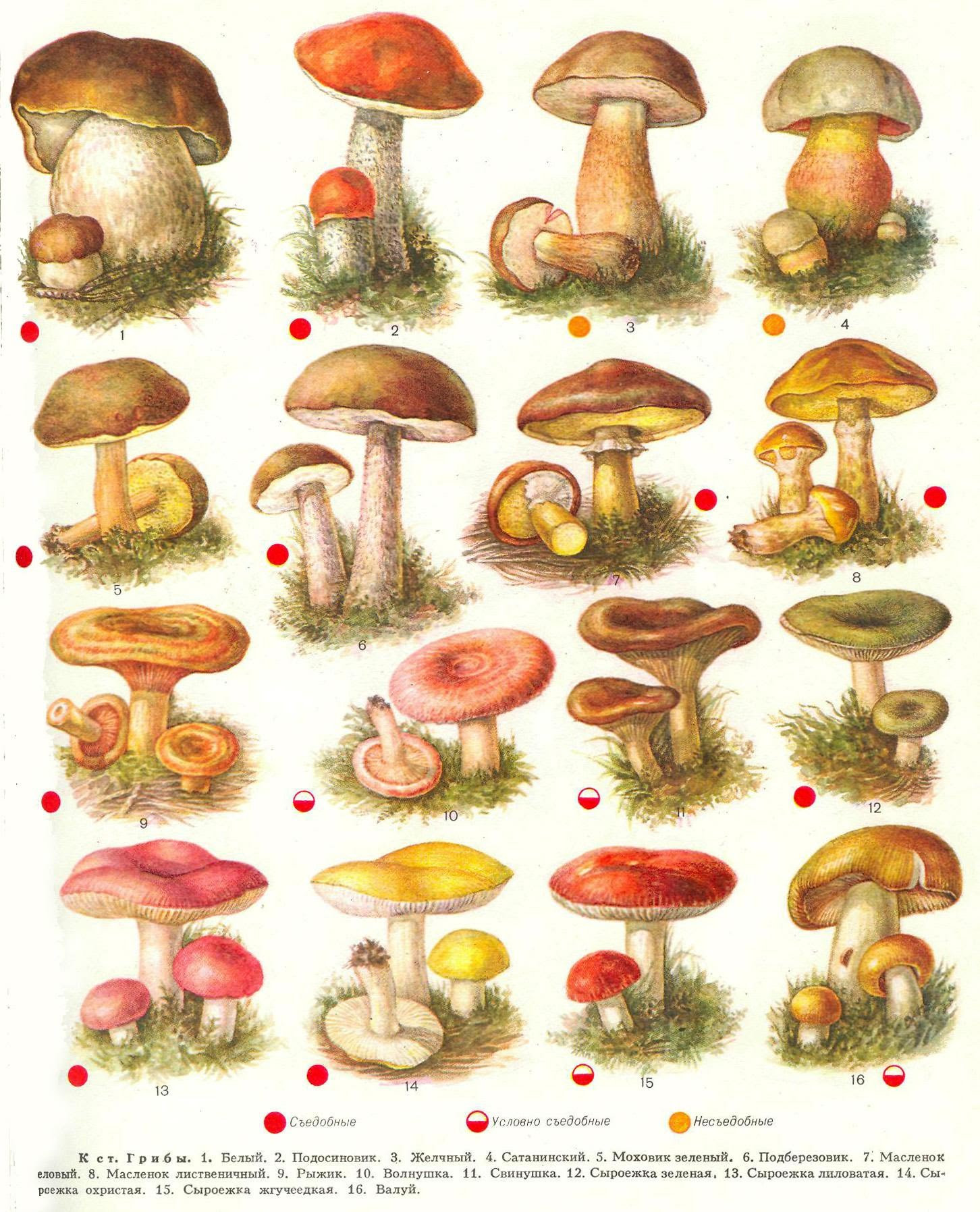 съедобные грибы ростовской области фото и название