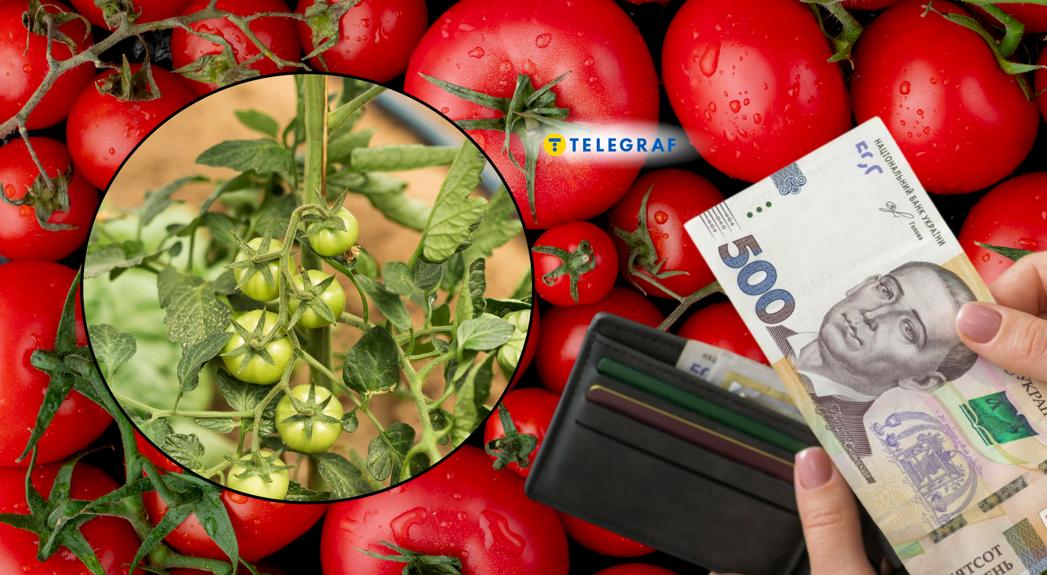Продавці на ринку мовчать про це: як не викинути гроші на розсаду томатів