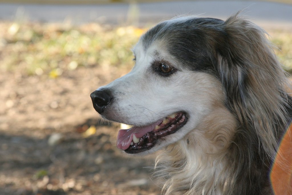 Добавь собаку. Mutt порода собак. Mutt порода. Mutt собака. Самая воспитанная собака.