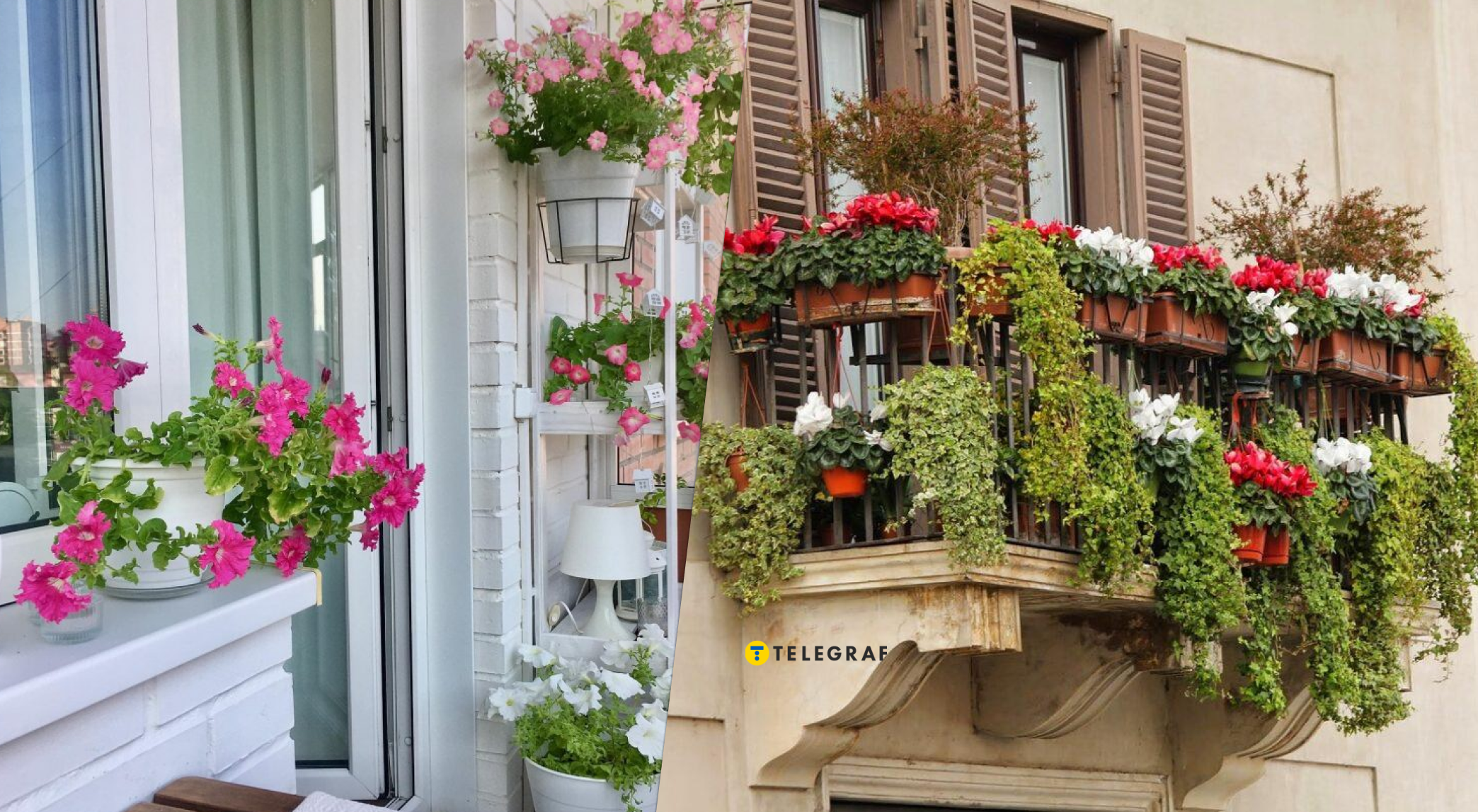 Відмовтесь від своїх рослин: один ідеальний варіан