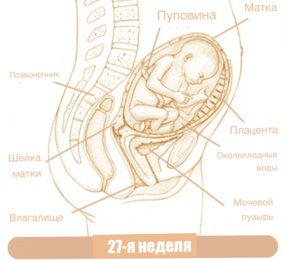 Расположение плода в животе на 27 неделе беременности