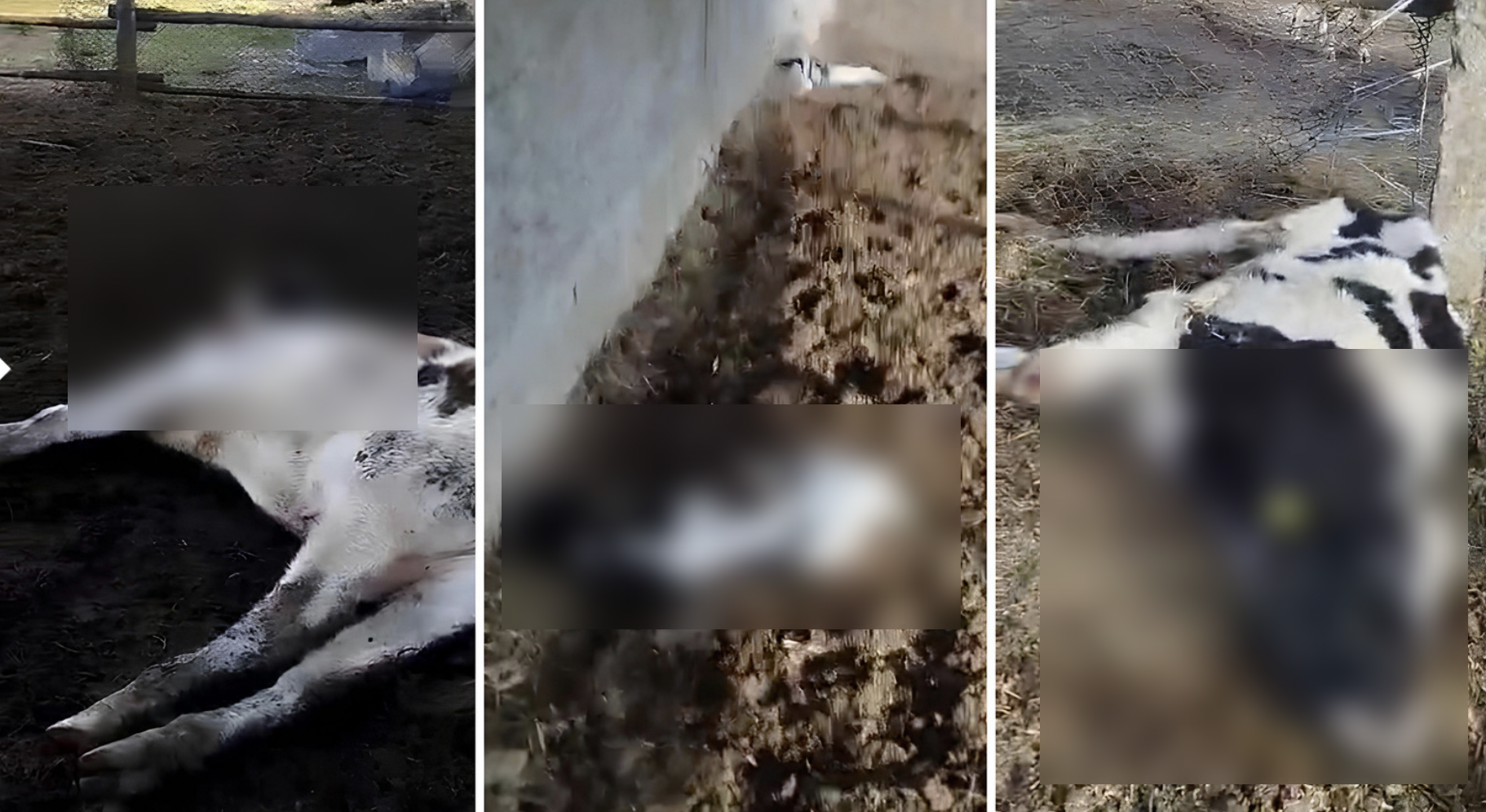 На держпідприємстві Житомирщини масова загибель корів: селяни звинувачують владу і рейдерів