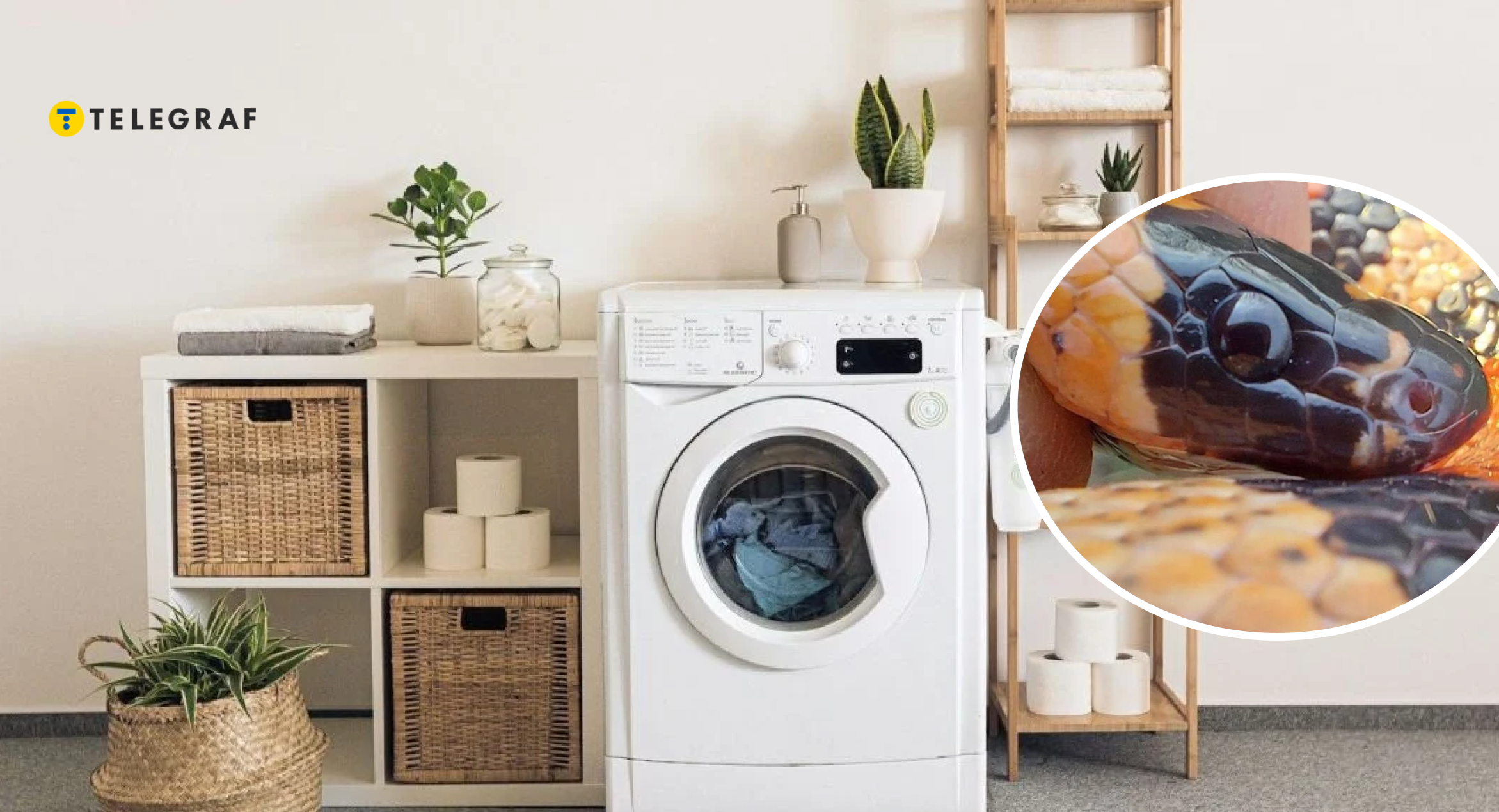 Поселилась у пральній машині. Чи небезпечна змія, яку знайшли в квартирі в Харкові (фото)