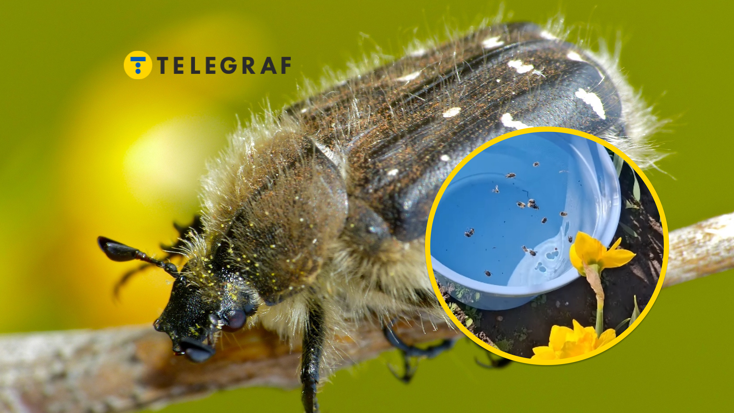 Копійчаний лайфхак, щоб позбутись небезпечного шкідника: потрібні лише дві речі