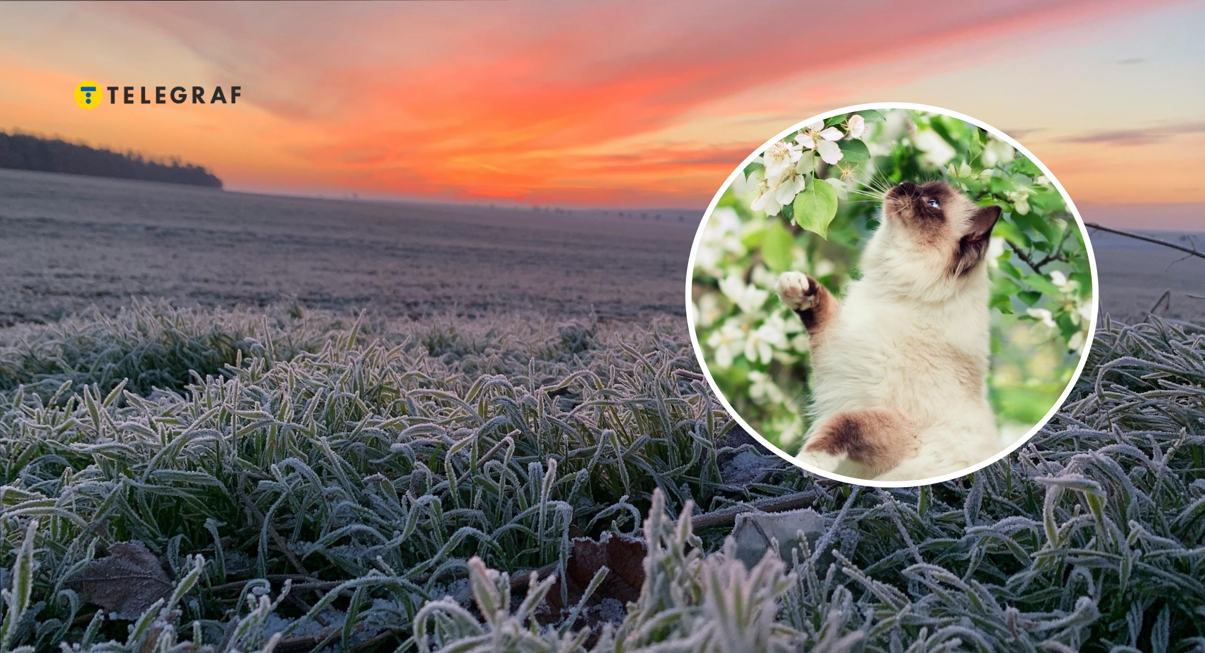 Заморозки йдуть в Україну. Які області очікує до -9 градусів